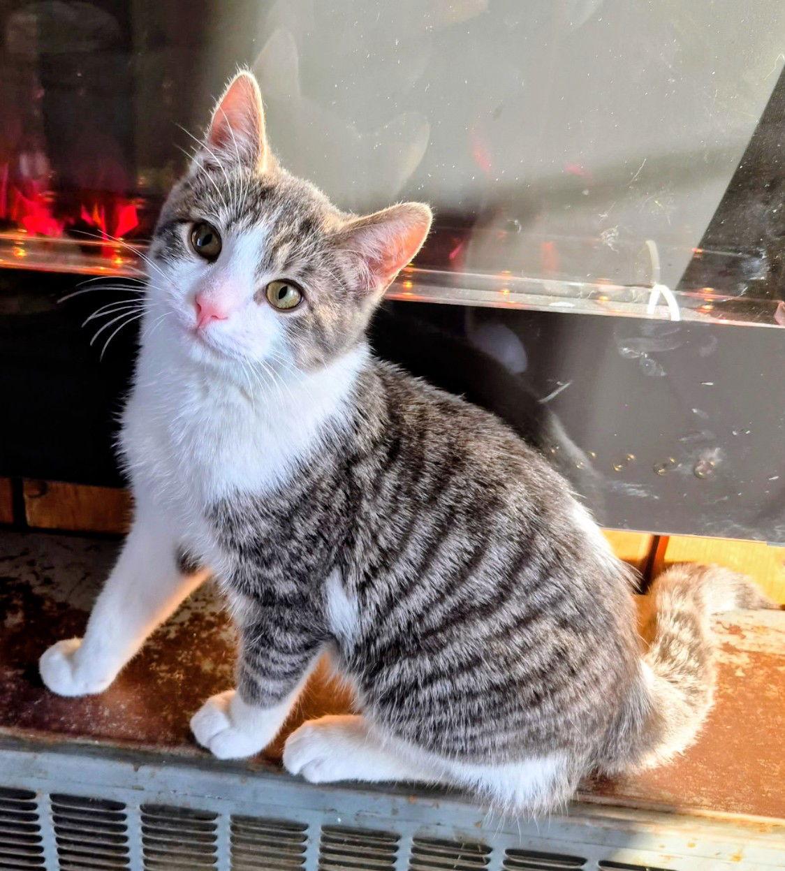 Blaze, a Adopted Domestic Short Hair in Livonia, MI image 1/3