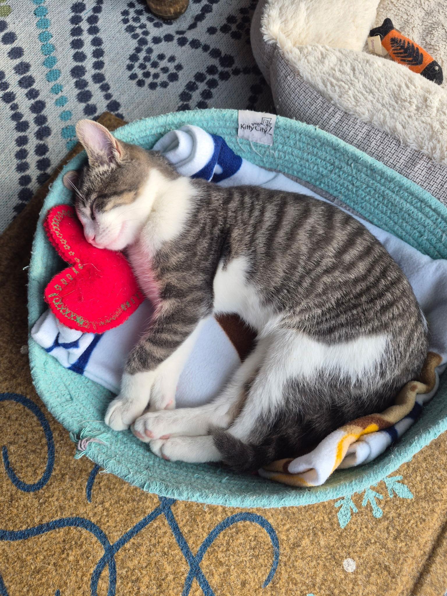 Blaze, a Adopted Domestic Short Hair in Livonia, MI image 2/3