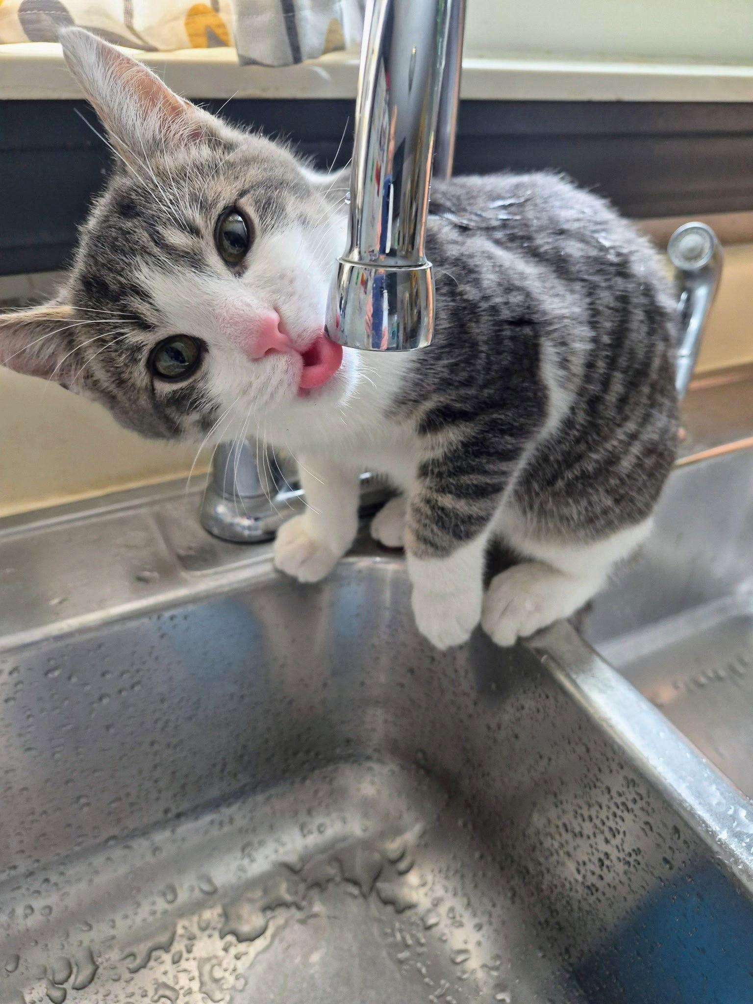 Blaze, a Adopted Domestic Short Hair in Livonia, MI image 3/3