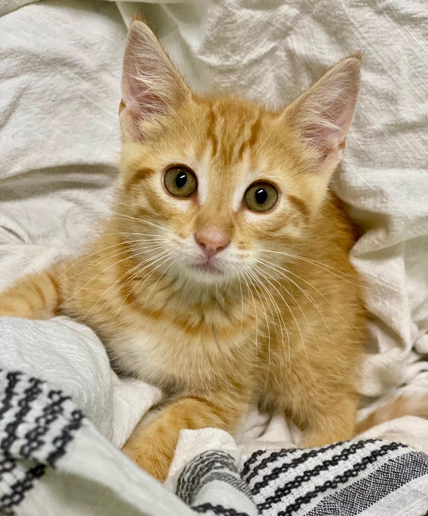 Sunshine, Adoptable, Kitten Male Domestic Short Hair.