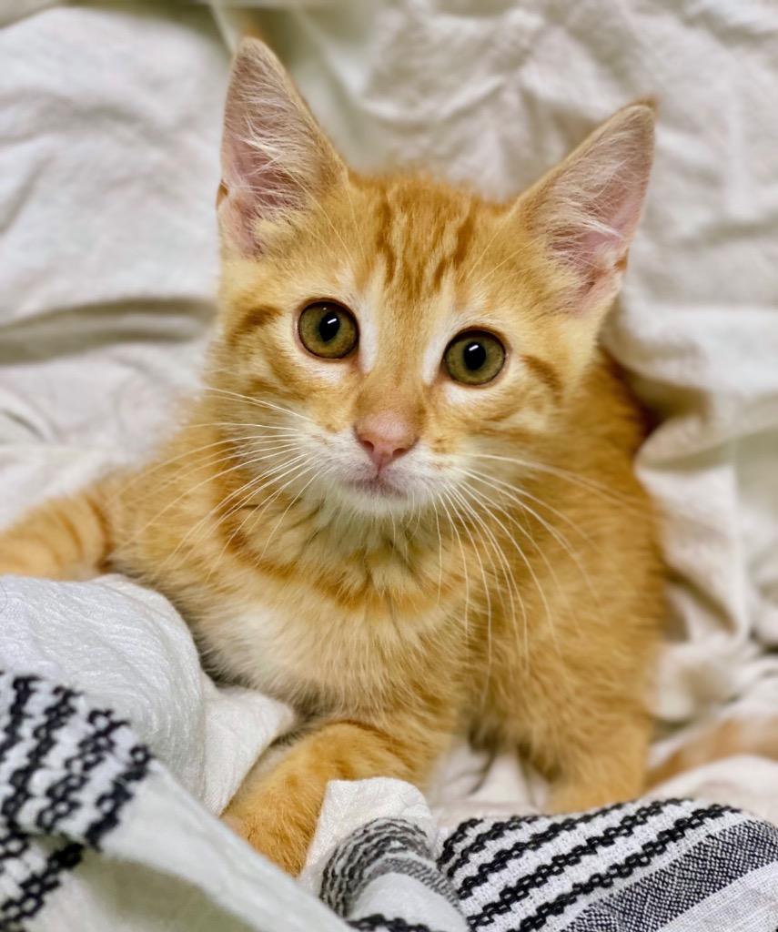 Enlarge Sunshine, a Adoptable Domestic Short Hair in Decorah, IA image 2/2
