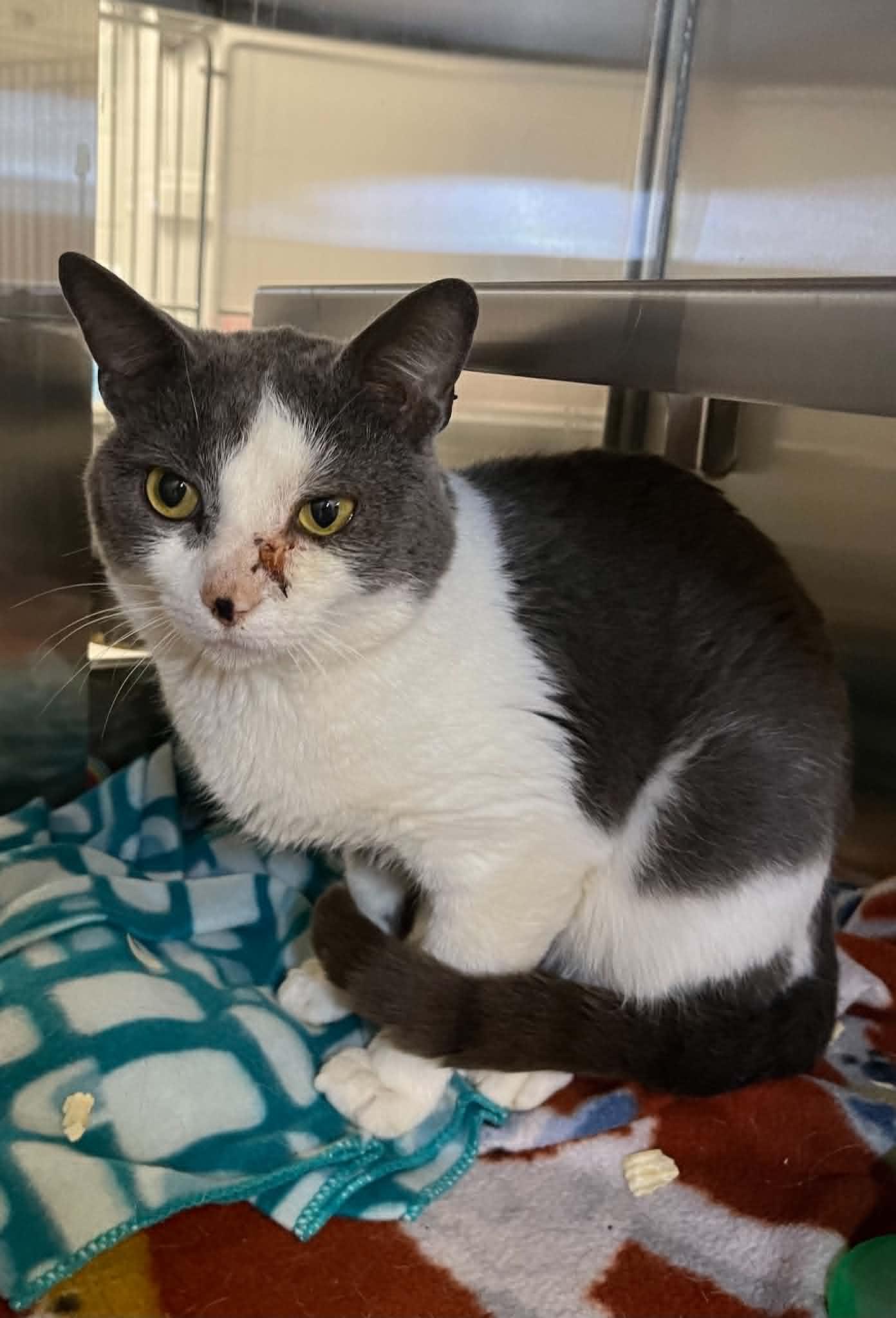 Enlarge Funyun's, a Adoptable Domestic Short Hair in Moundsville, WV image 1/1