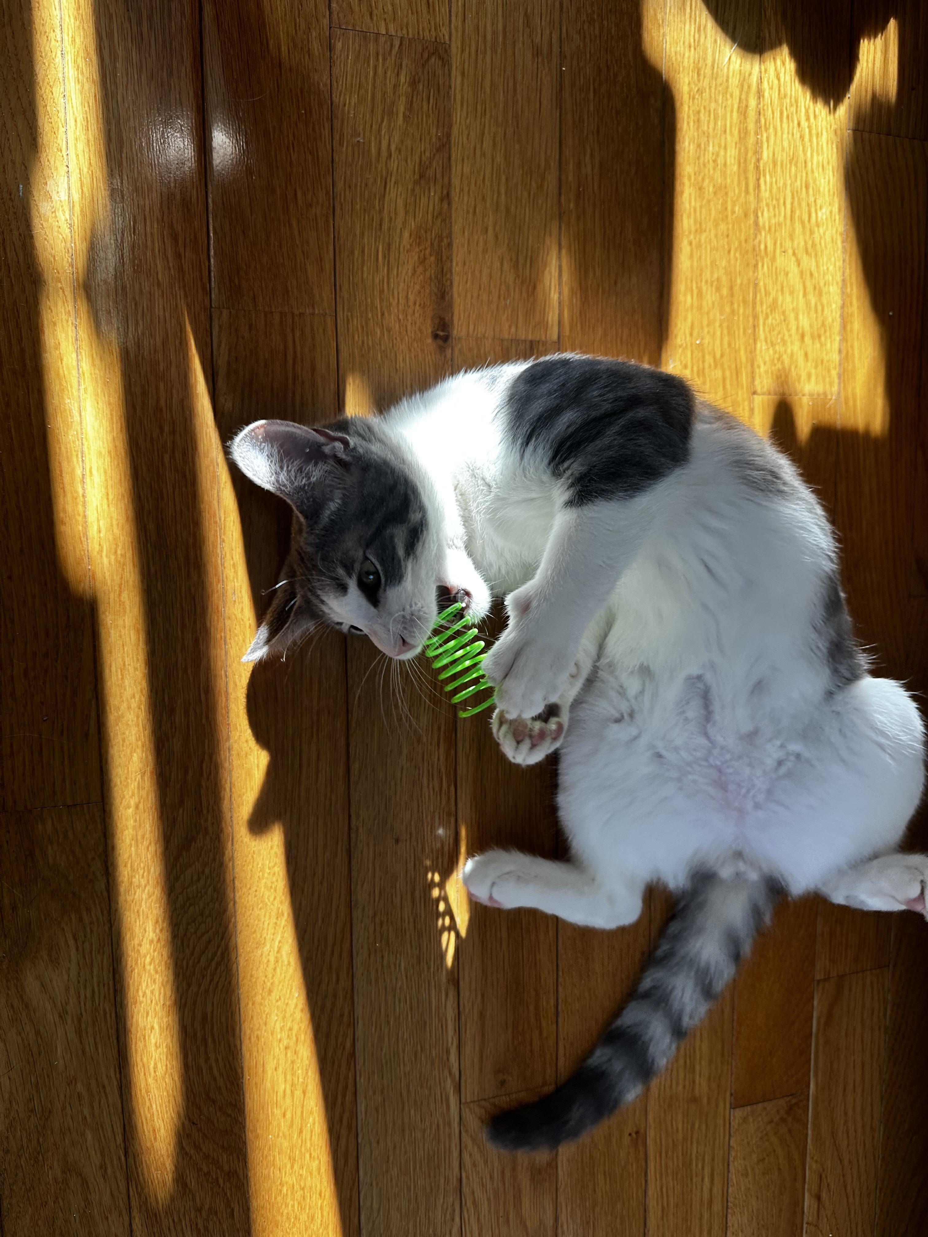 Enlarge Billy and Tatum, an adopted Domestic Short Hair in Medford, MA image 2/6