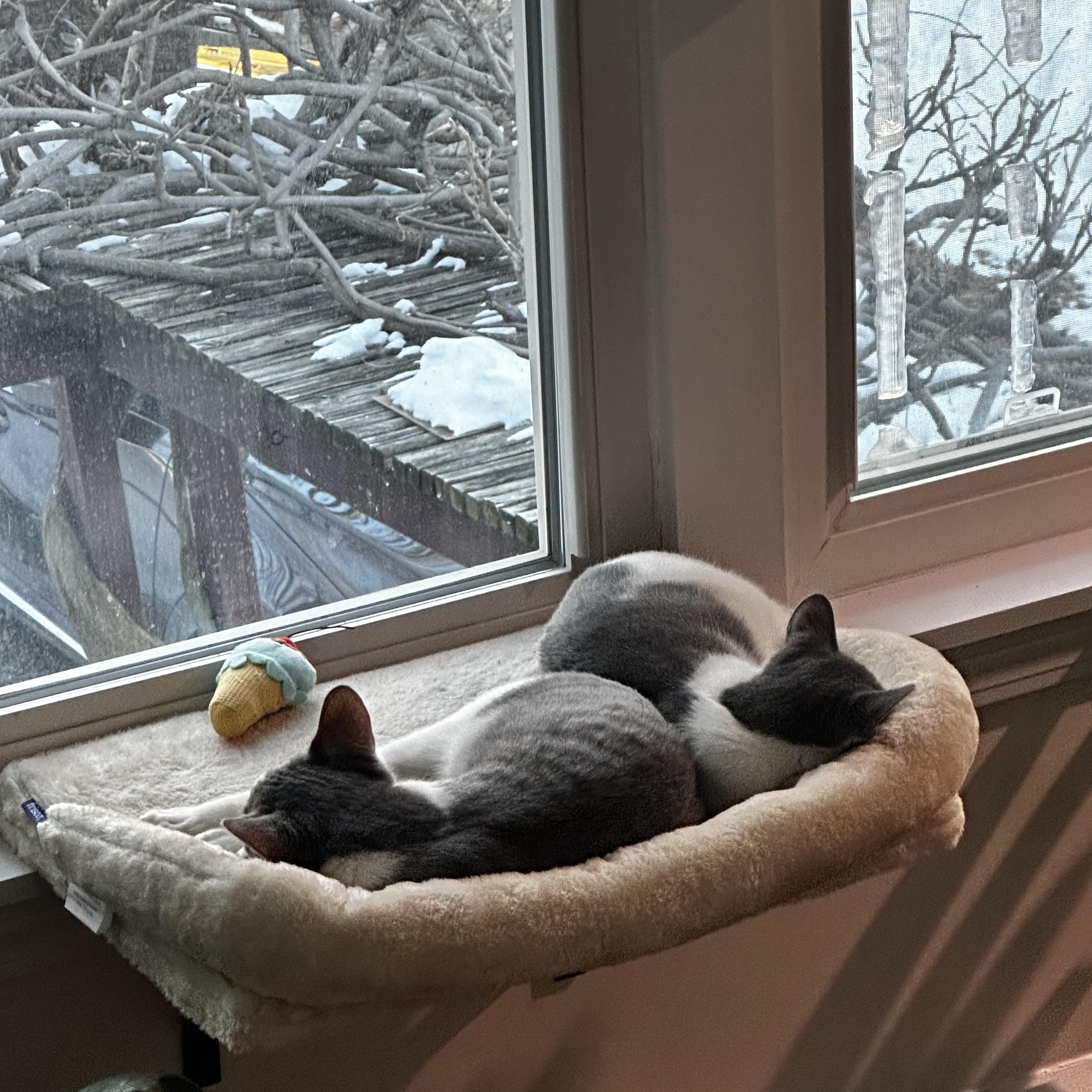Enlarge Billy and Tatum, an adopted Domestic Short Hair in Medford, MA image 6/6