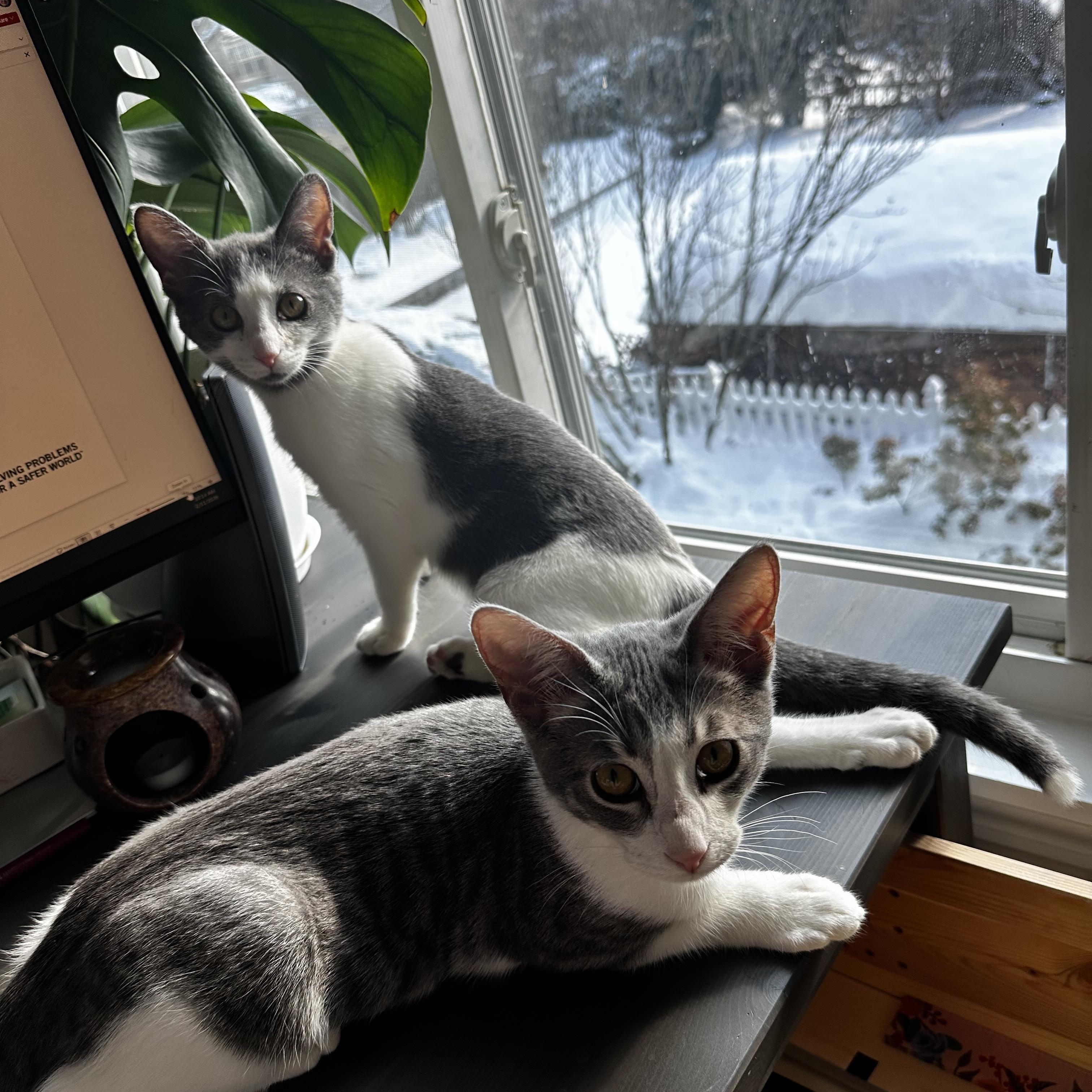 Enlarge Billy and Tatum, an adopted Domestic Short Hair in Medford, MA image 5/6