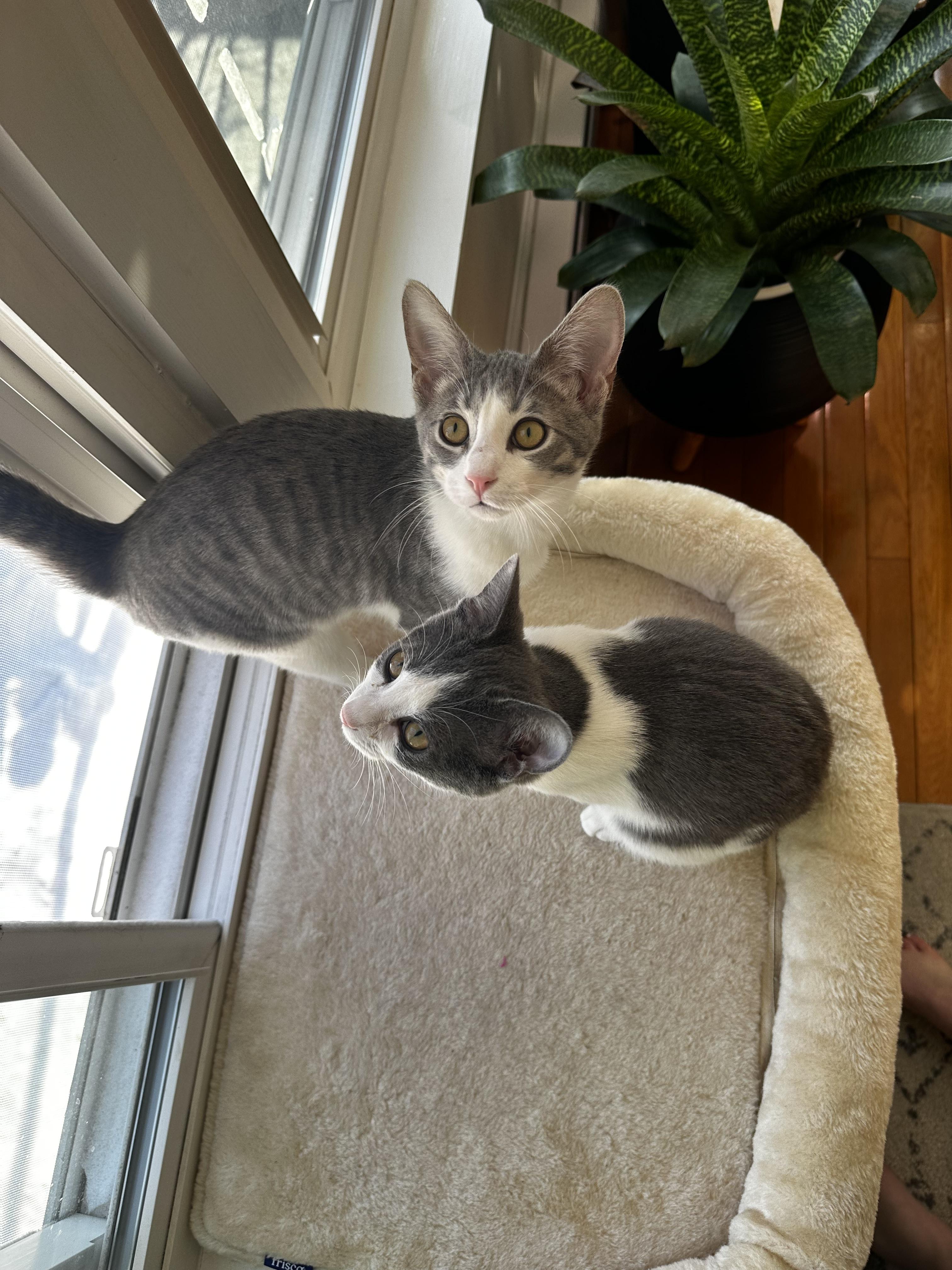 Billy and Tatum, adopted, Young Female Domestic Short Hair.