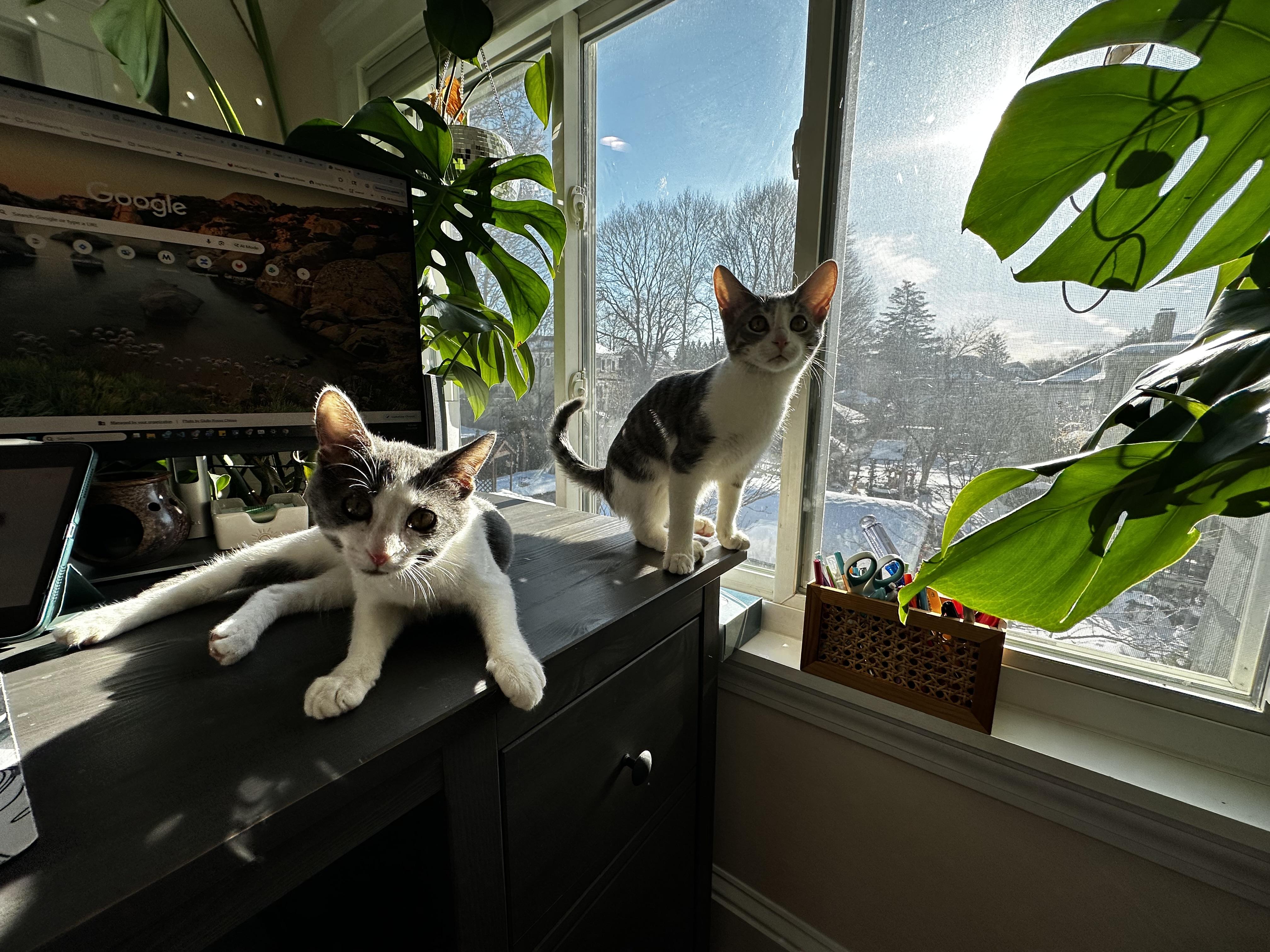 Enlarge Billy and Tatum, an adopted Domestic Short Hair in Medford, MA image 3/6