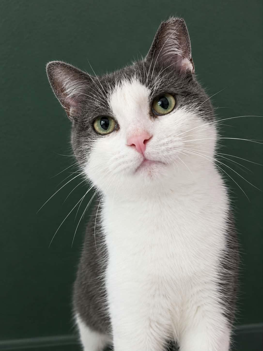 ADRIAN, Adopted, Young Male Domestic Short Hair.