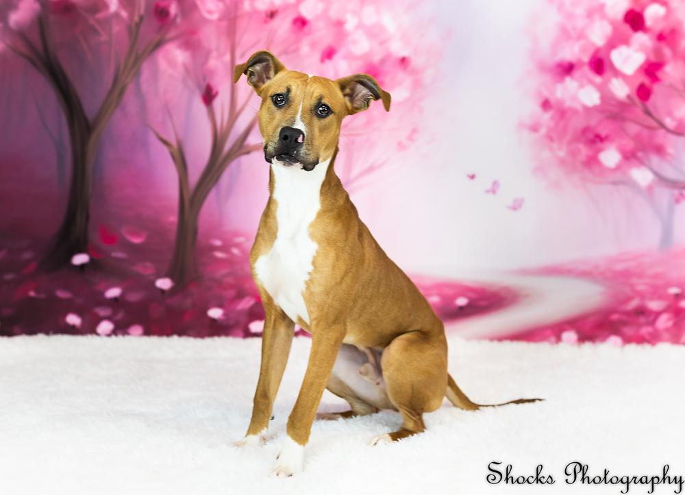 Kansas (25-162 D), Adoptable, Young Male Mixed Breed.