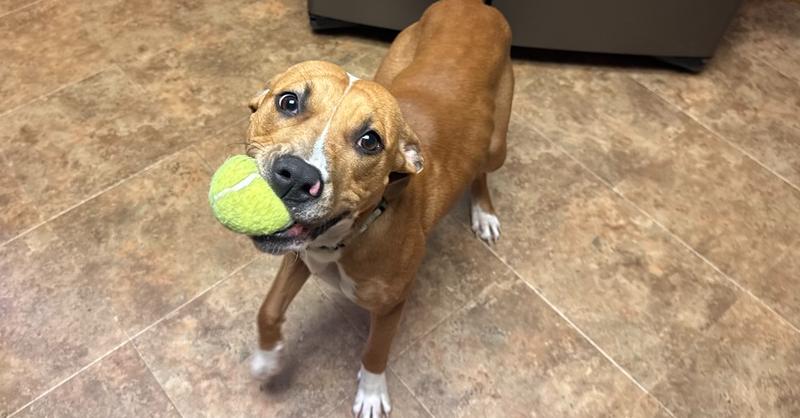 Kansas (25-162 D), a Adoptable mixed breed in Lansing, MI image 2/5