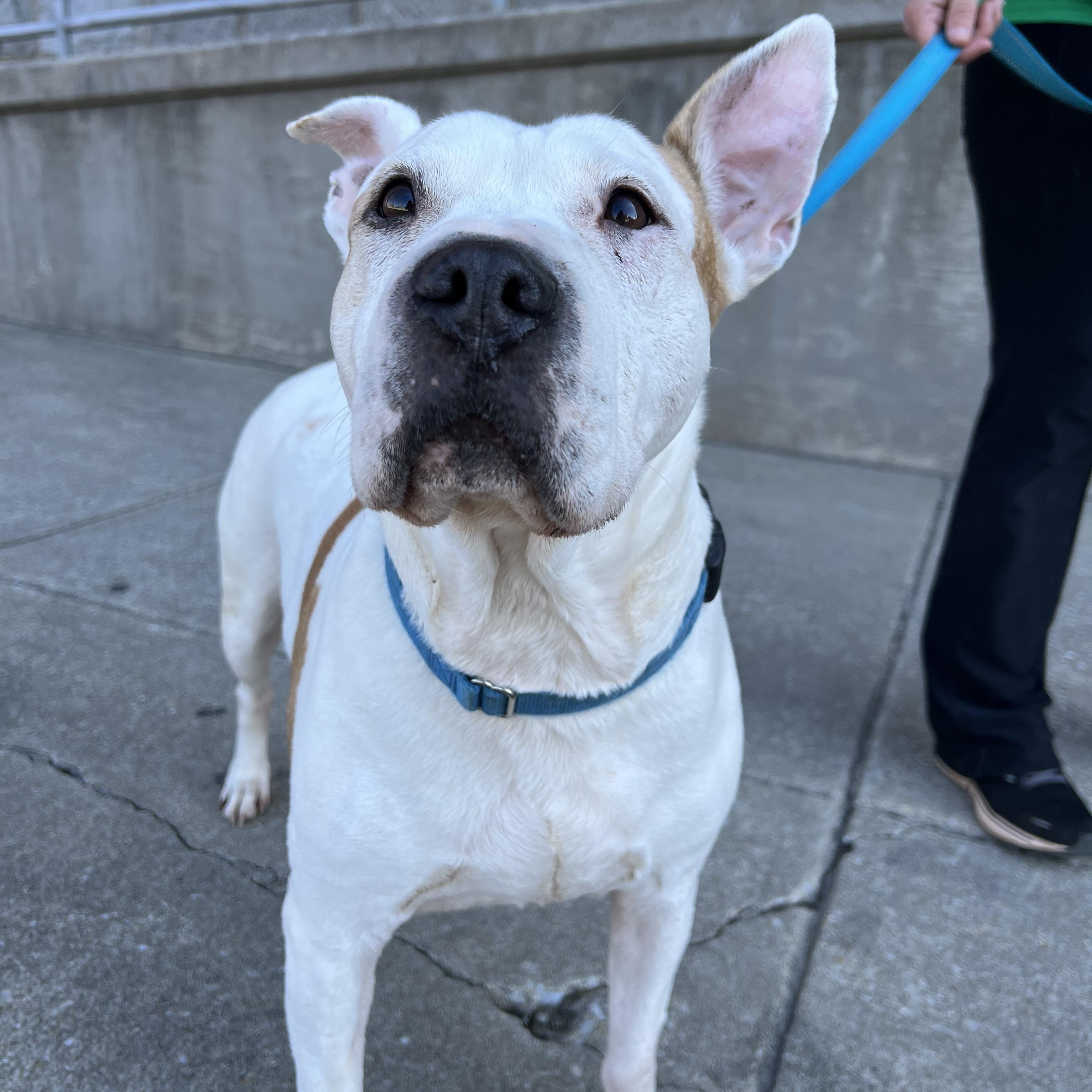 Barki, Adoptable, Senior Female Pit Bull Terrier.