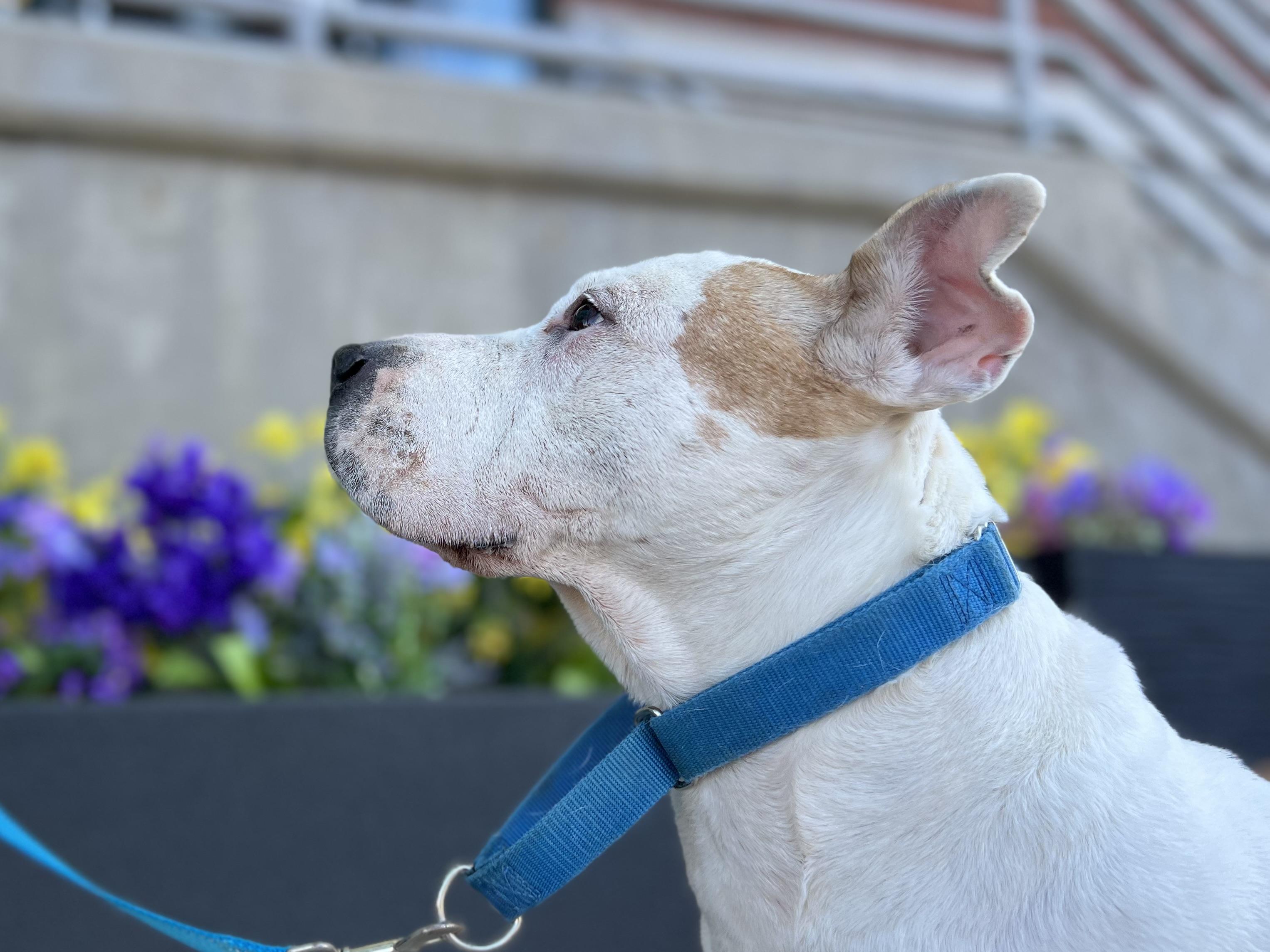 Enlarge Barki, a Adoptable Pit Bull Terrier in Parkton, MD image 2/6