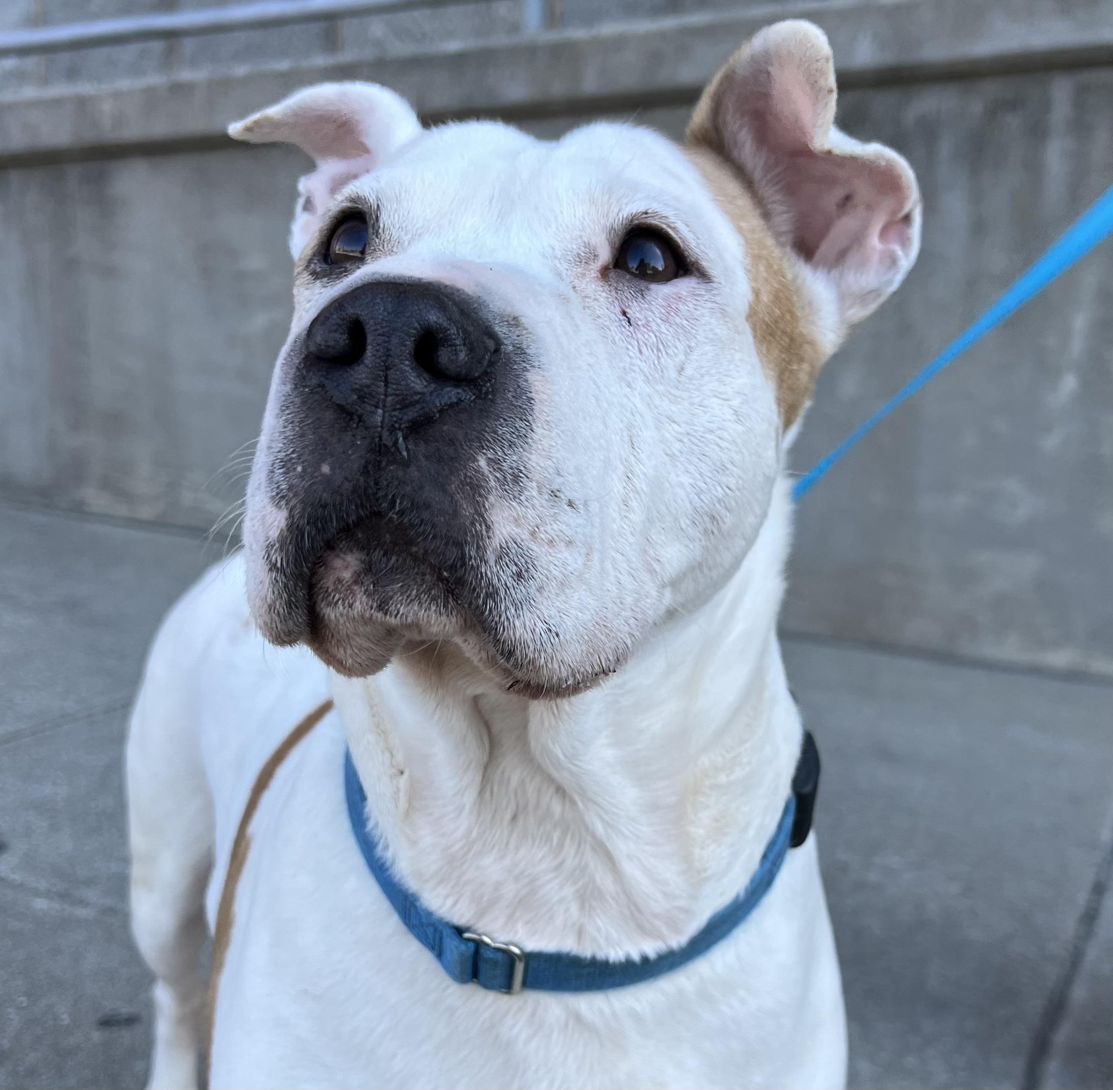 Enlarge Barki, a Adoptable Pit Bull Terrier in Parkton, MD image 4/6