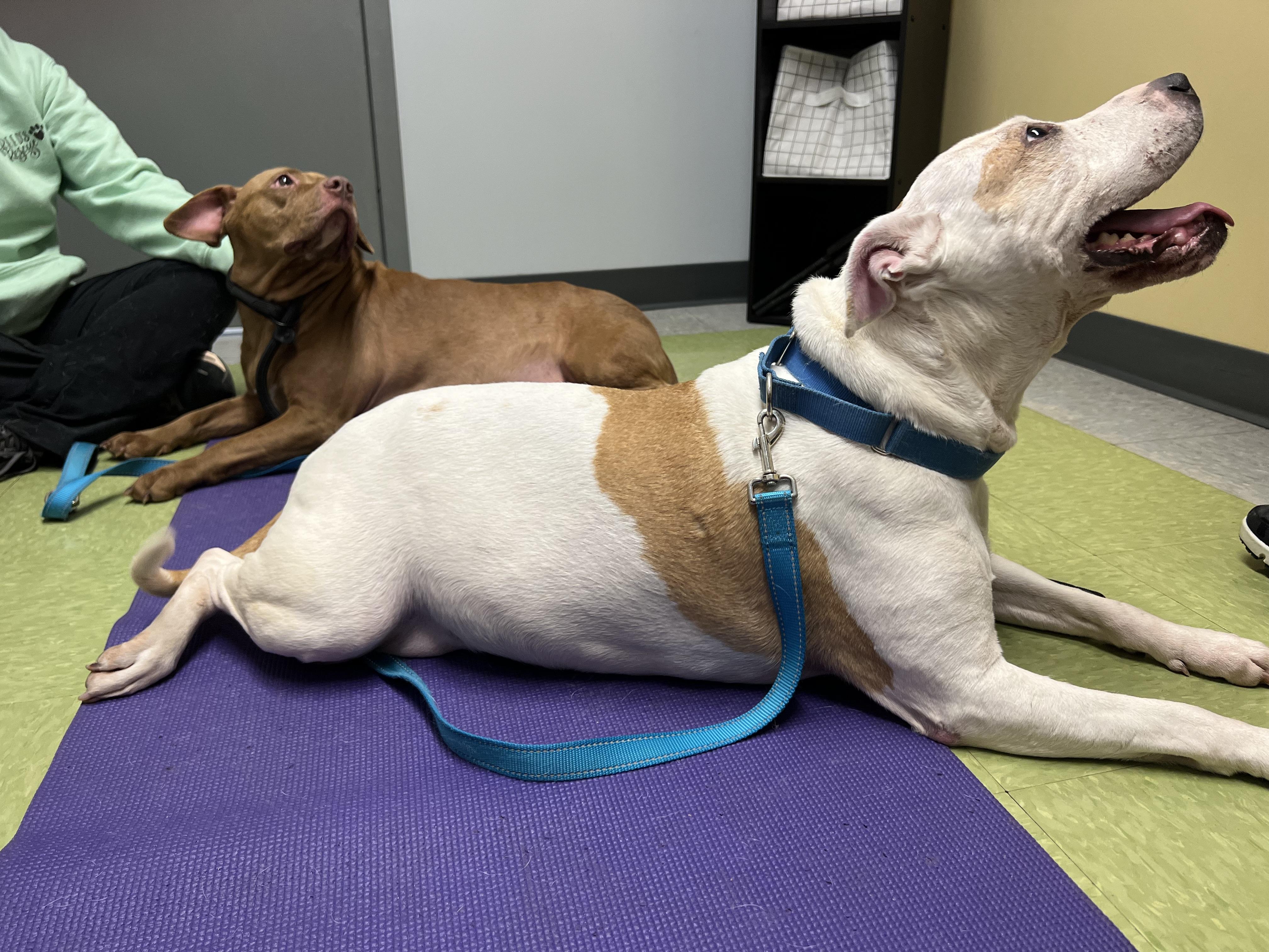 Enlarge Barki, a Adoptable Pit Bull Terrier in Parkton, MD image 5/6