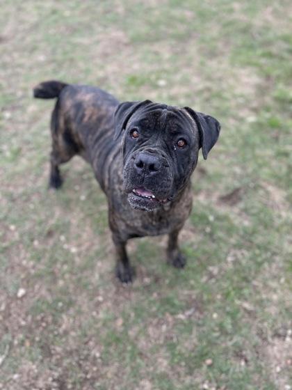 Enlarge Fox**, a Adoptable mixed breed in San Marcos, TX image 1/6