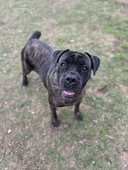 Enlarge Fox**, a Adoptable mixed breed in San Marcos, TX image 2/6