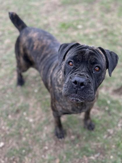 Enlarge Fox**, a Adoptable mixed breed in San Marcos, TX image 4/6