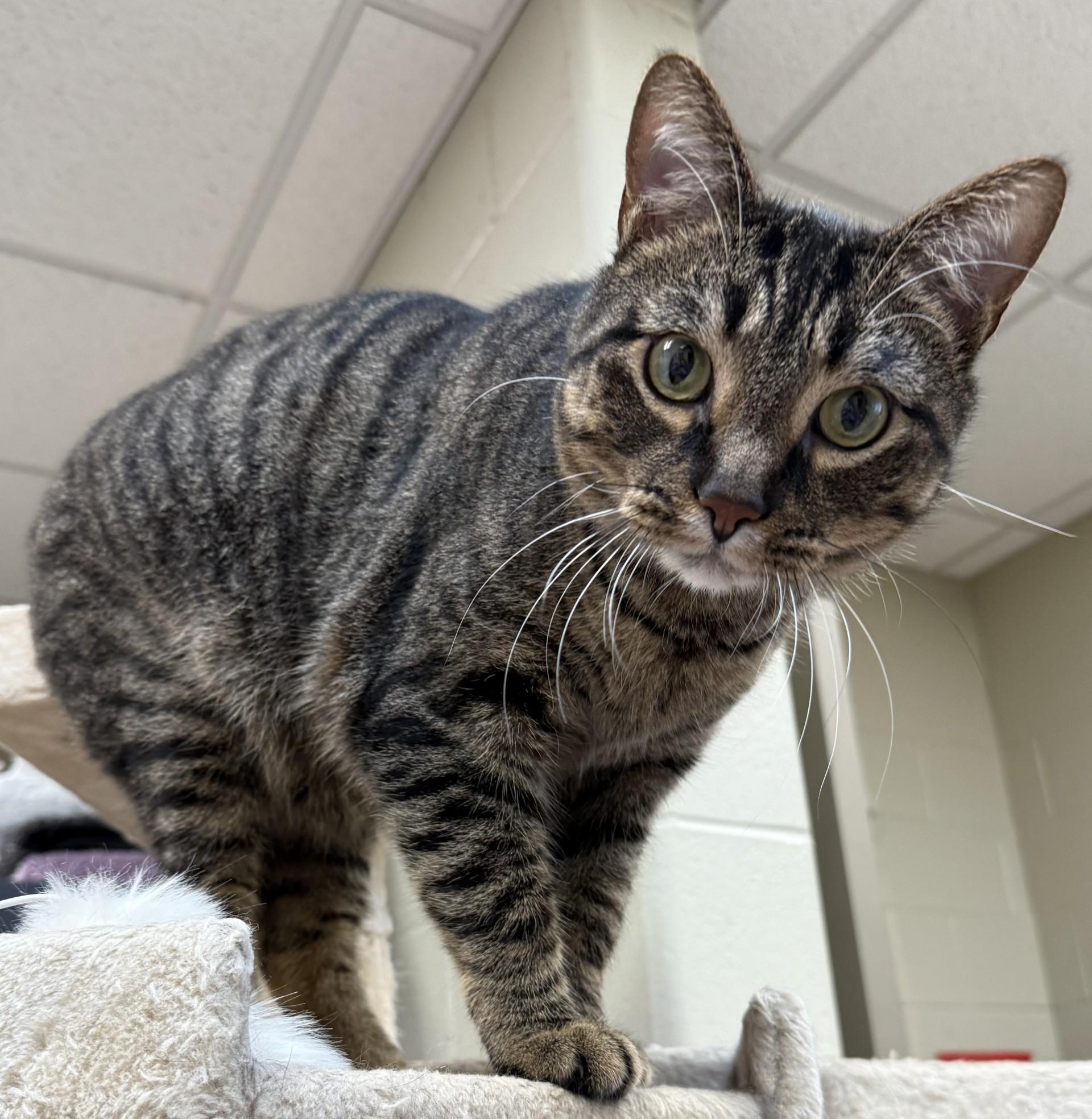 Lloyd, ADOPTABLE, Adult Male Domestic Short Hair.