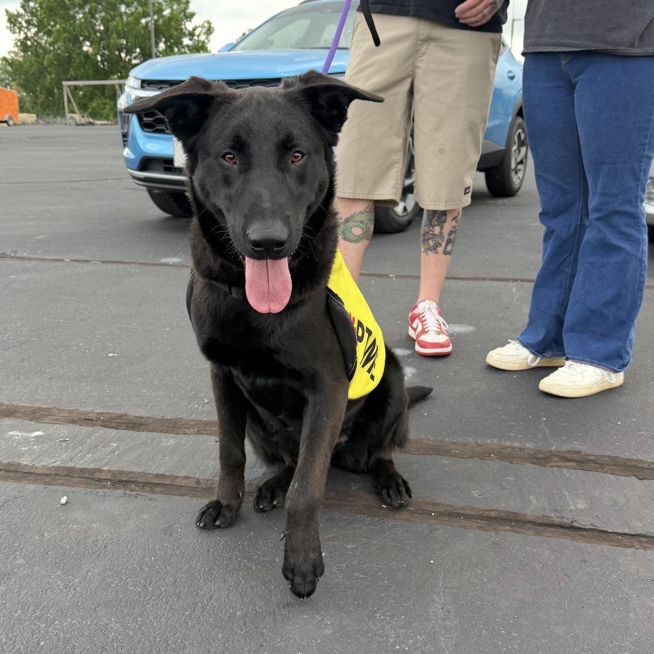 Tex, ADOPTABLE, Young Male German Shepherd Dog & Black Labrador Retriever.