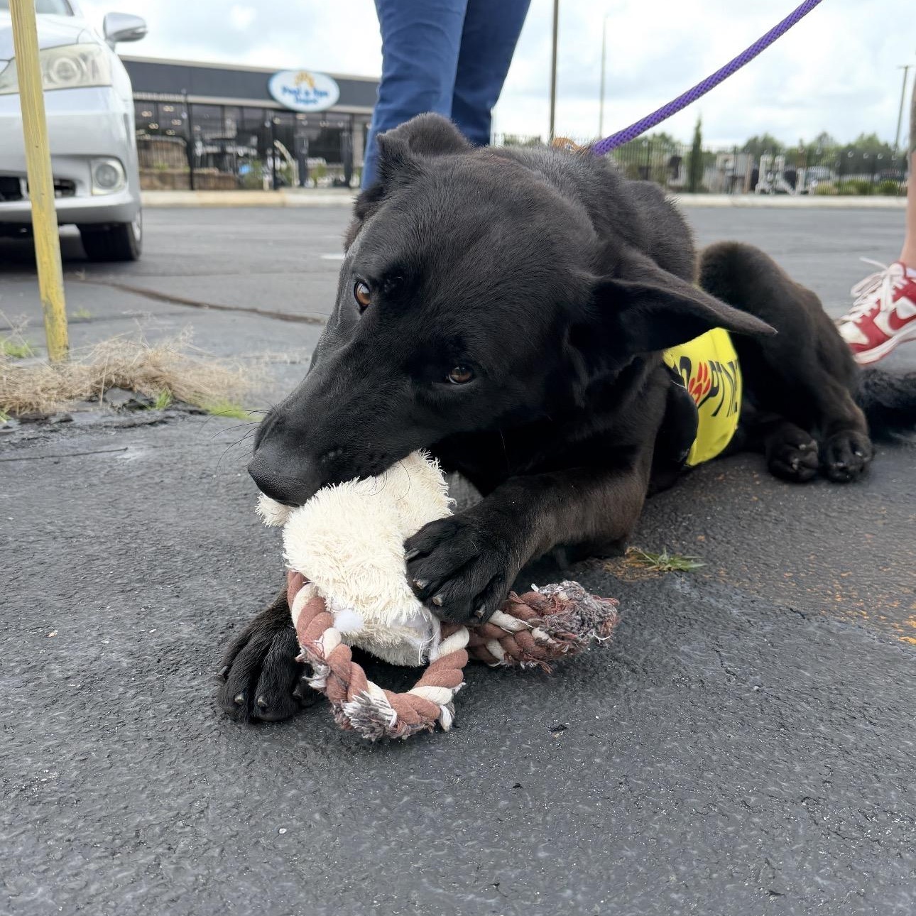 Enlarge Tex, a ADOPTABLE mixed breed in Tullahoma, TN image 2/3