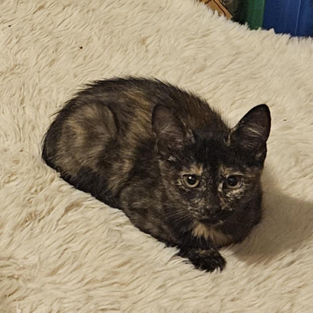 Prada, Adoptable, Young Female Domestic Short Hair.