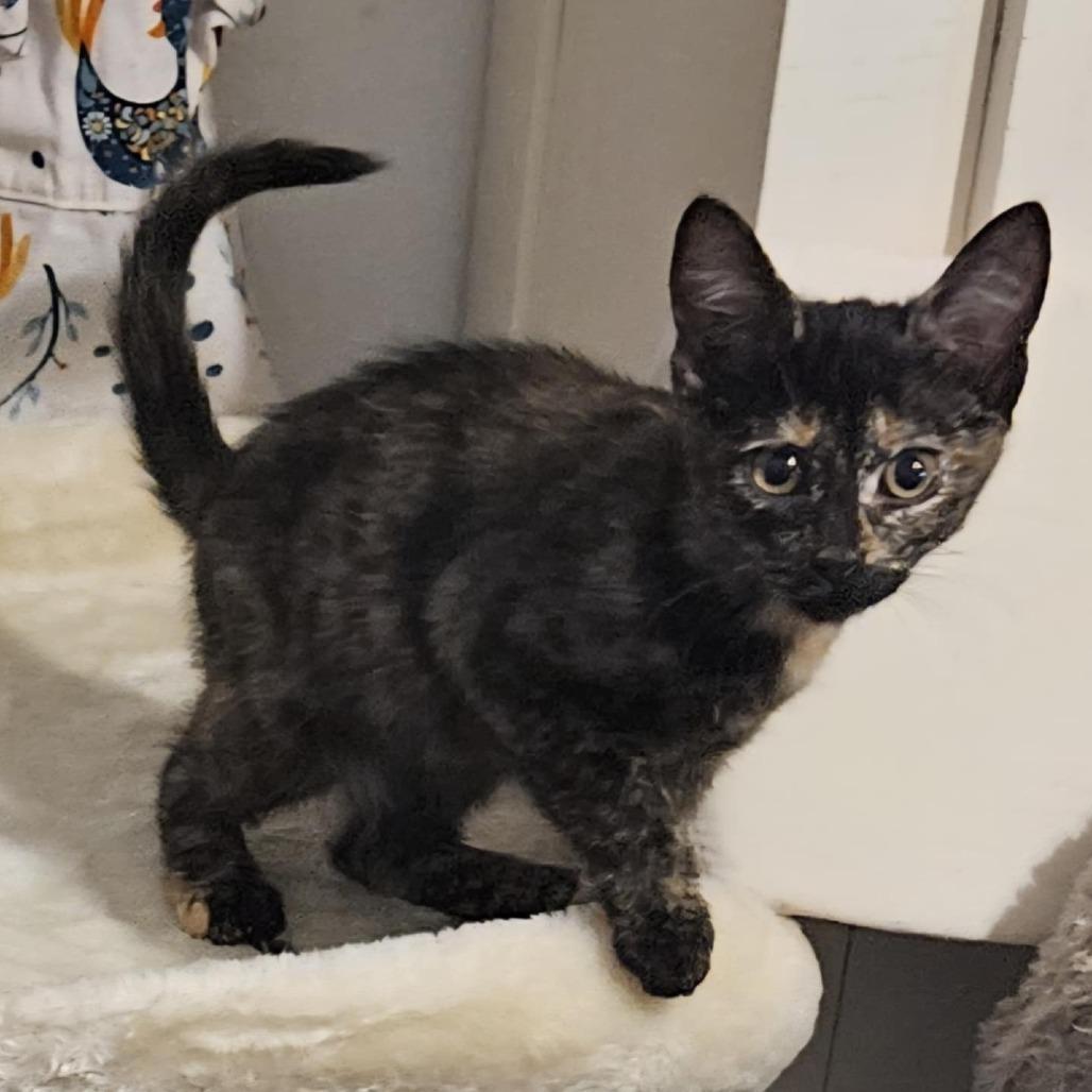 Enlarge Prada, a Adoptable Domestic Short Hair in callao, VA image 2/2