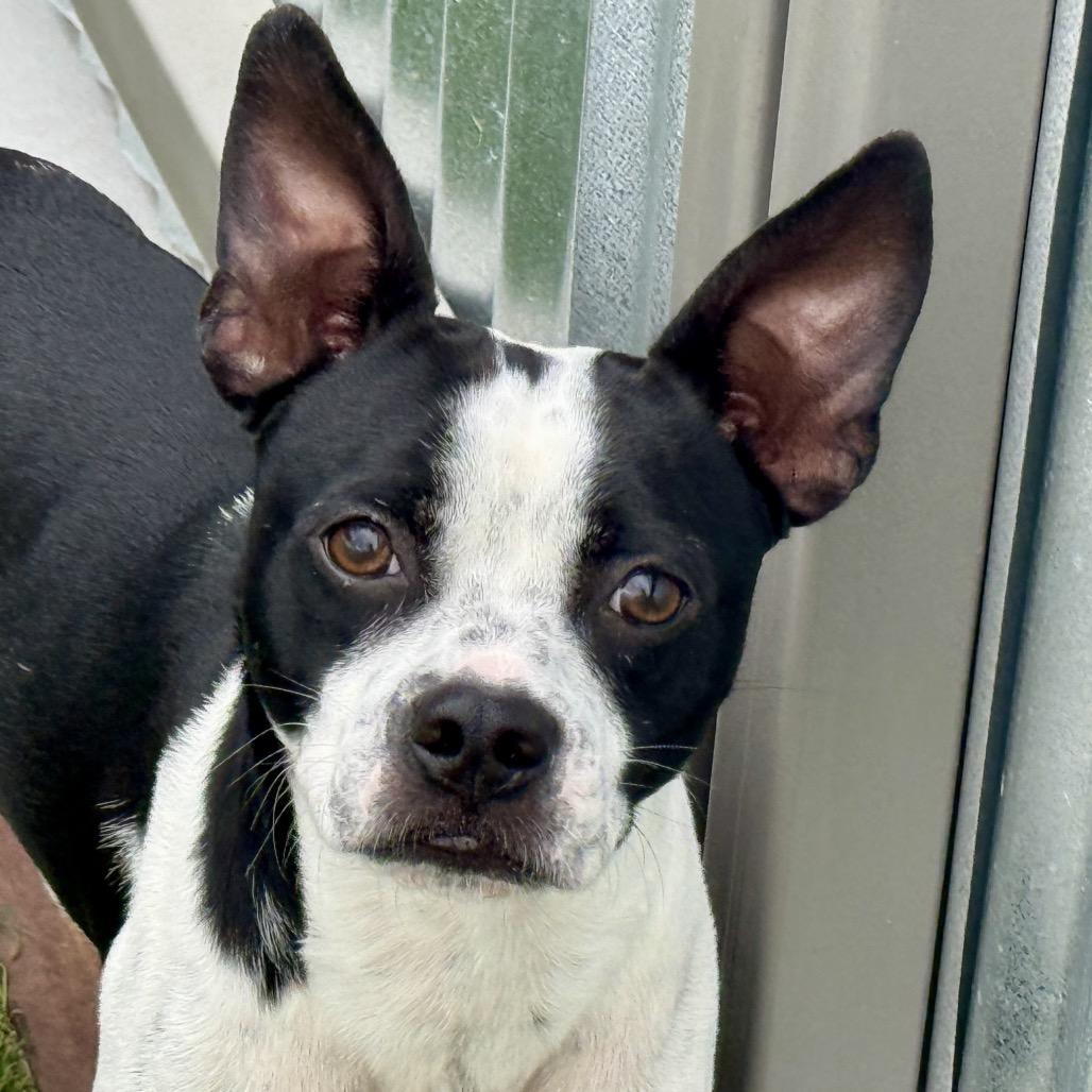 Shiner, Adoptable, Young Male Boston Terrier.