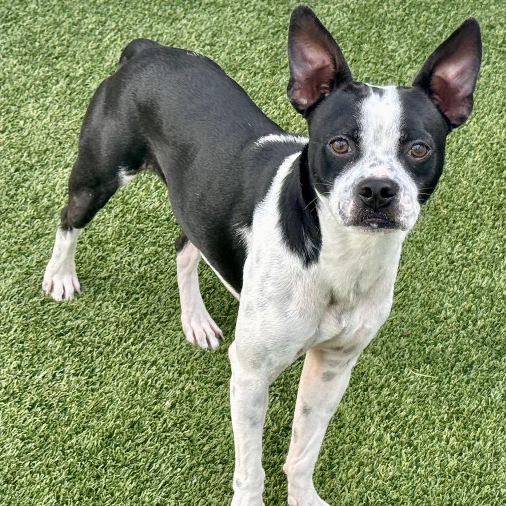 Enlarge Shiner, a Adoptable mixed breed in Geneva, IL image 3/5