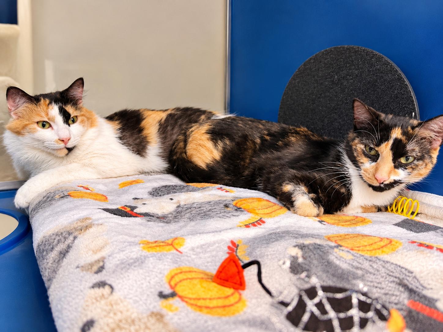 Enlarge Cookie and Sprinkles (Bonded Sisters), a Adoptable Domestic Medium Hair in Cherryfield, ME image 1/5