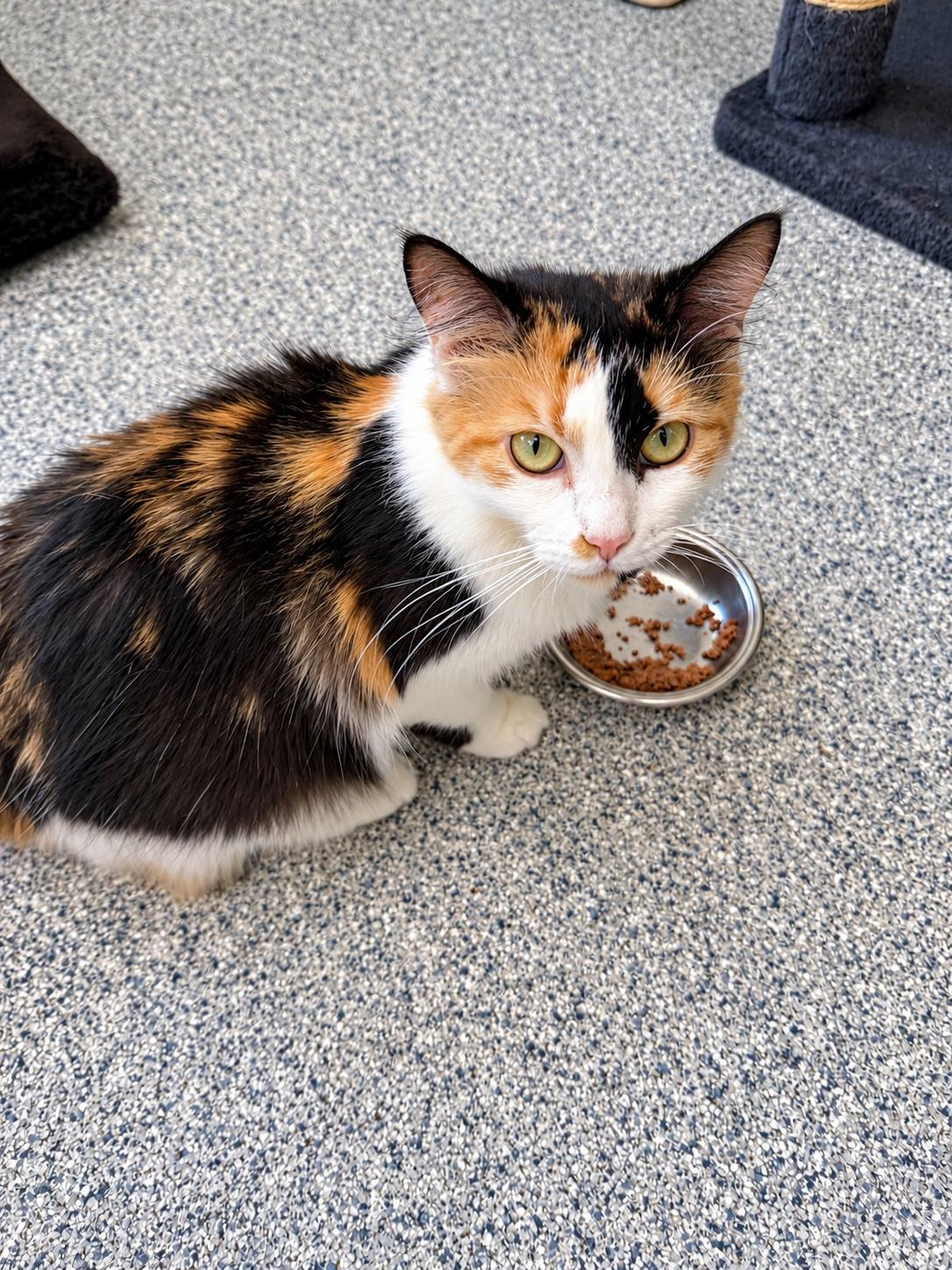 Enlarge Cookie and Sprinkles (Bonded Sisters), a Adoptable Domestic Medium Hair in Cherryfield, ME image 3/5