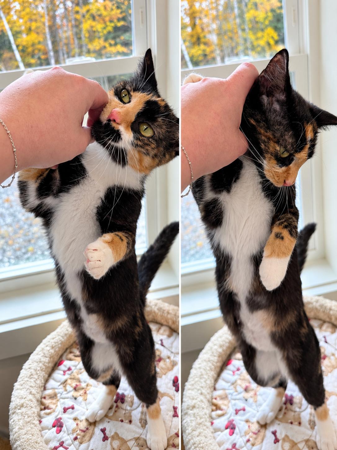 Enlarge Cookie and Sprinkles (Bonded Sisters), a Adoptable Domestic Medium Hair in Cherryfield, ME image 5/5