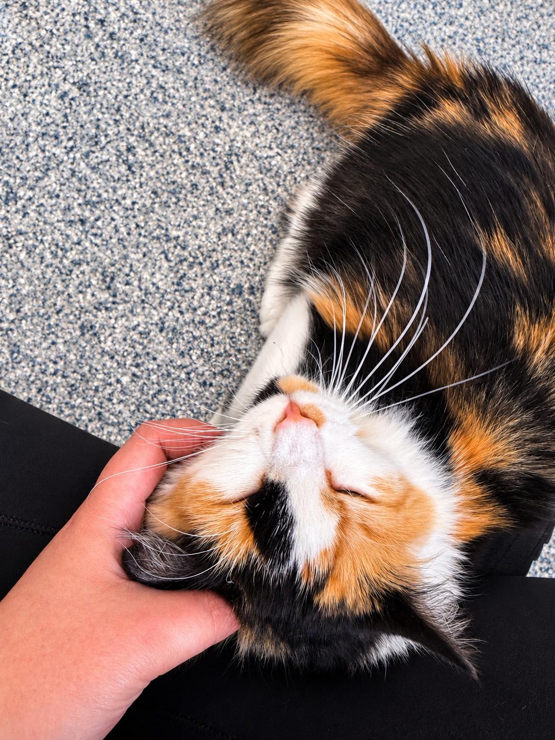 Enlarge Cookie and Sprinkles (Bonded Sisters), a Adoptable Domestic Medium Hair in Cherryfield, ME image 2/5