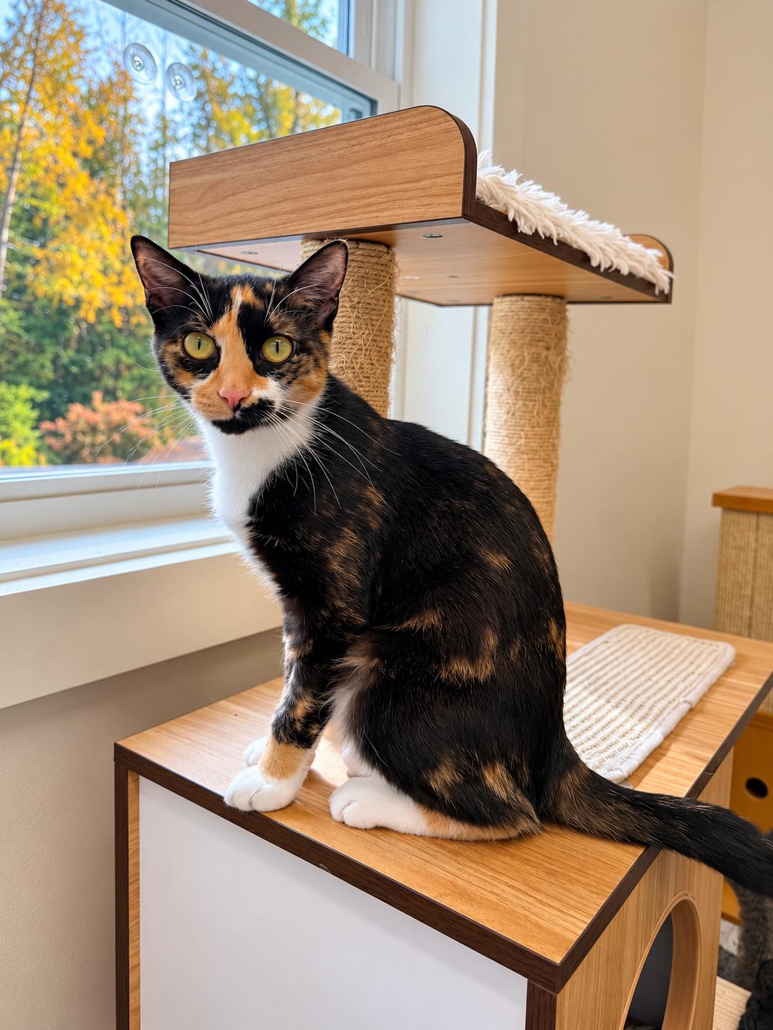 Enlarge Cookie and Sprinkles (Bonded Sisters), a Adoptable Domestic Medium Hair in Cherryfield, ME image 4/5