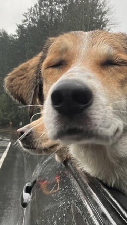 Enlarge Mlle Sweet Chanel, a Adoptable mixed breed in Victoria, BC video 2/6