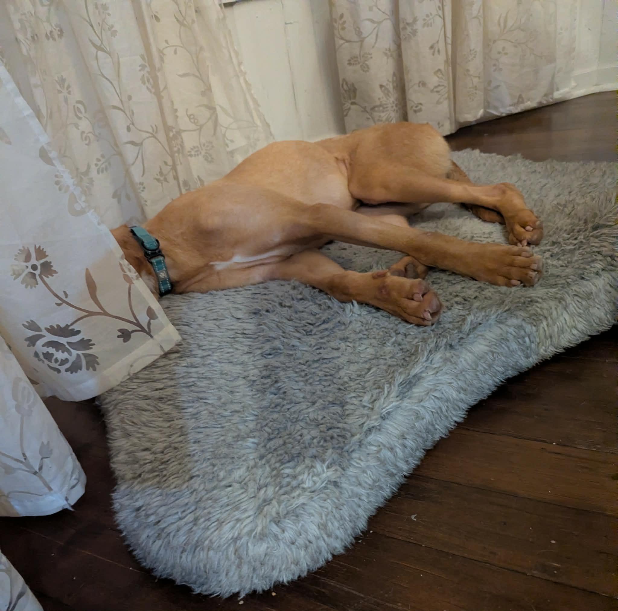 Enlarge Rhett, a ADOPTABLE mixed breed in yamhill, OR image 2/6