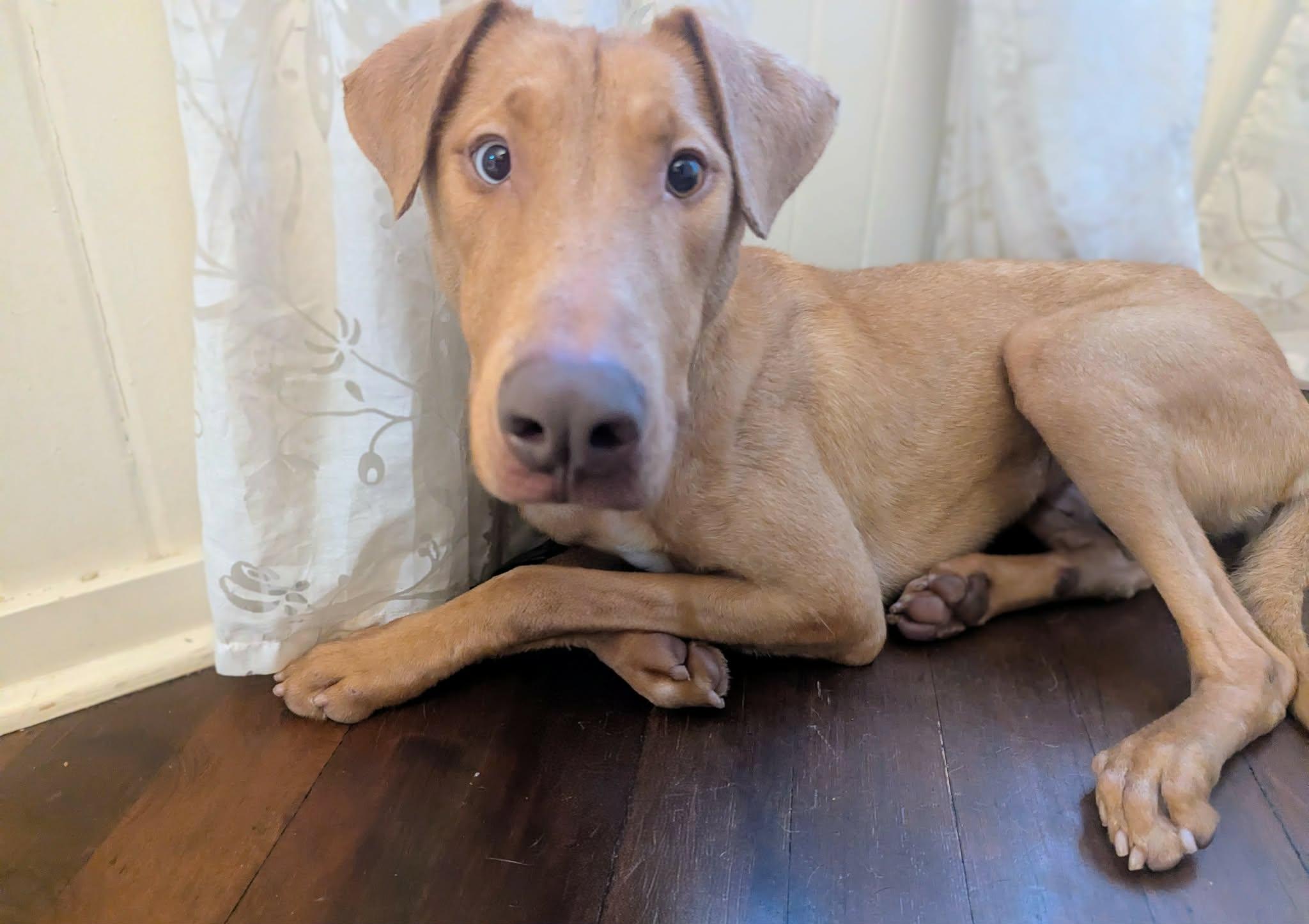 Rhett, ADOPTABLE, Young Male Greyhound.