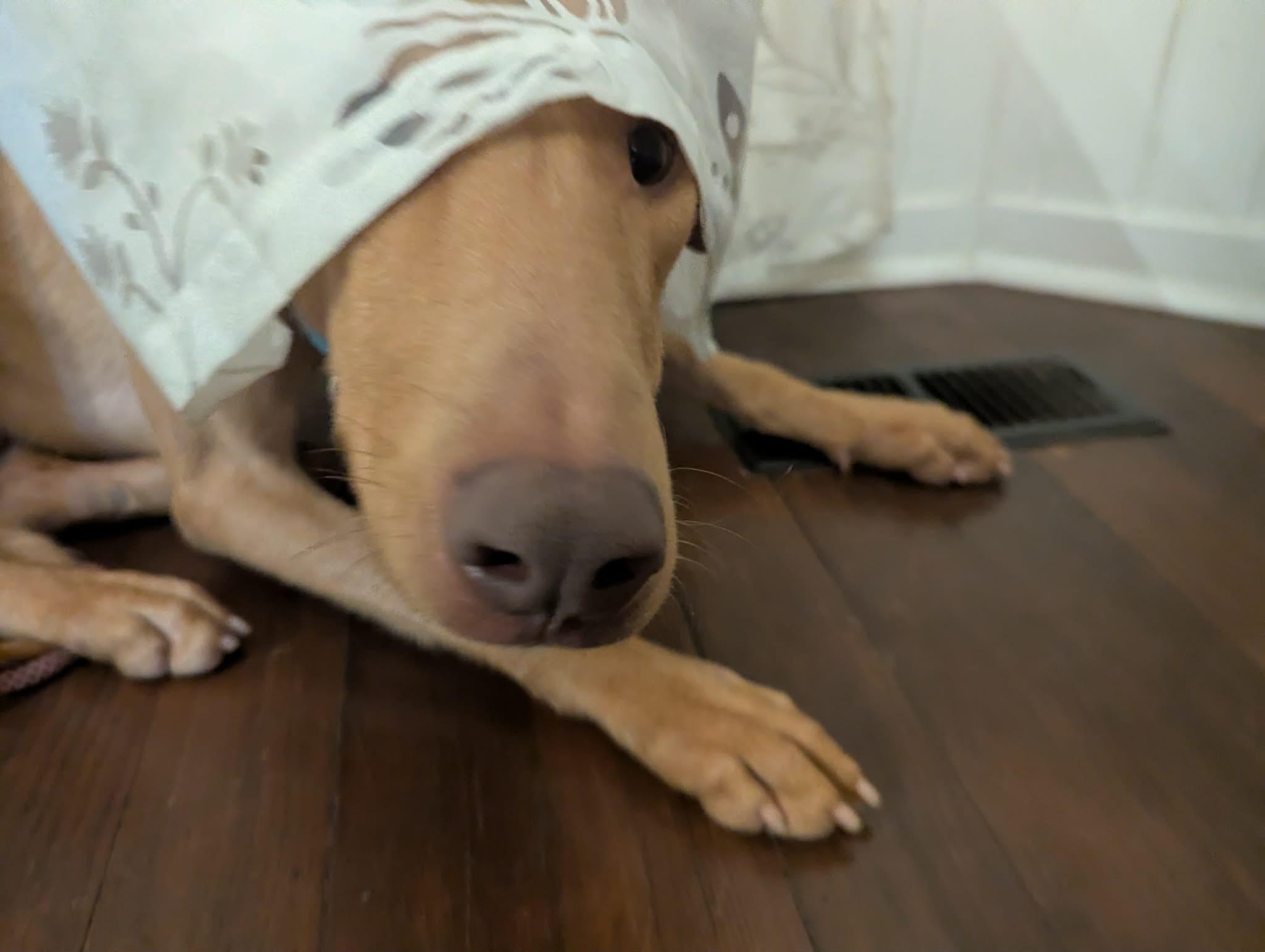 Enlarge Rhett, a ADOPTABLE mixed breed in yamhill, OR image 5/6