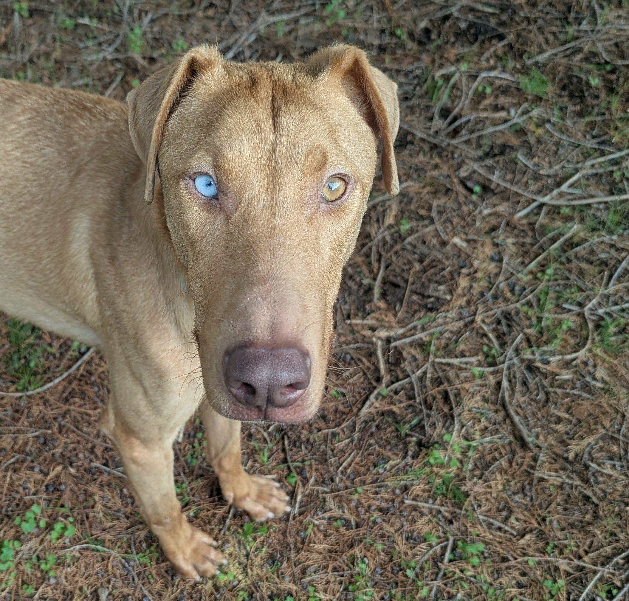 Enlarge Rhett, a ADOPTABLE mixed breed in yamhill, OR image 3/6