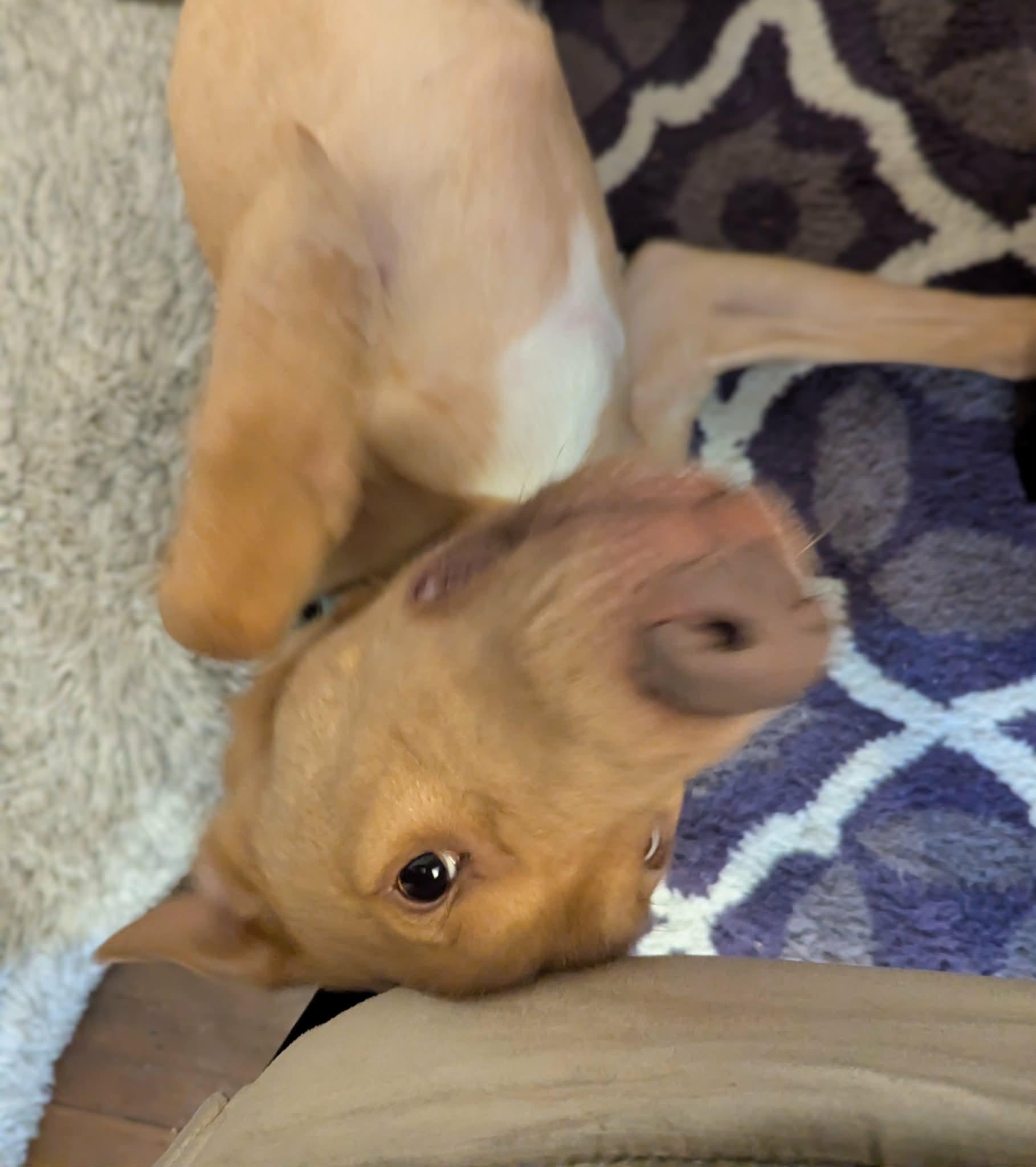 Enlarge Rhett, a ADOPTABLE mixed breed in yamhill, OR image 4/6