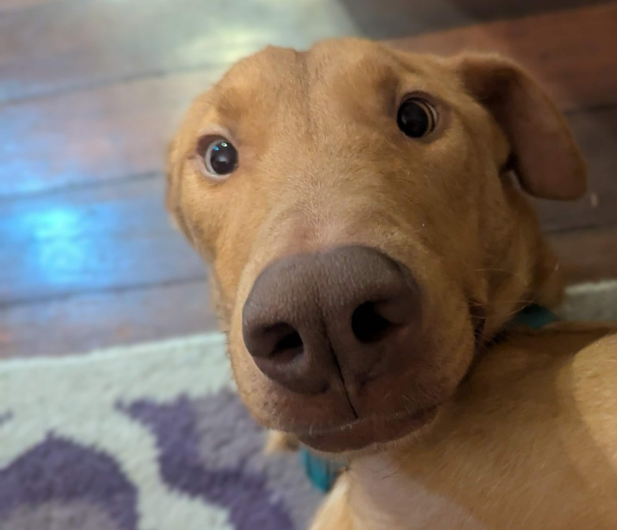 Enlarge Rhett, a ADOPTABLE mixed breed in yamhill, OR image 6/6