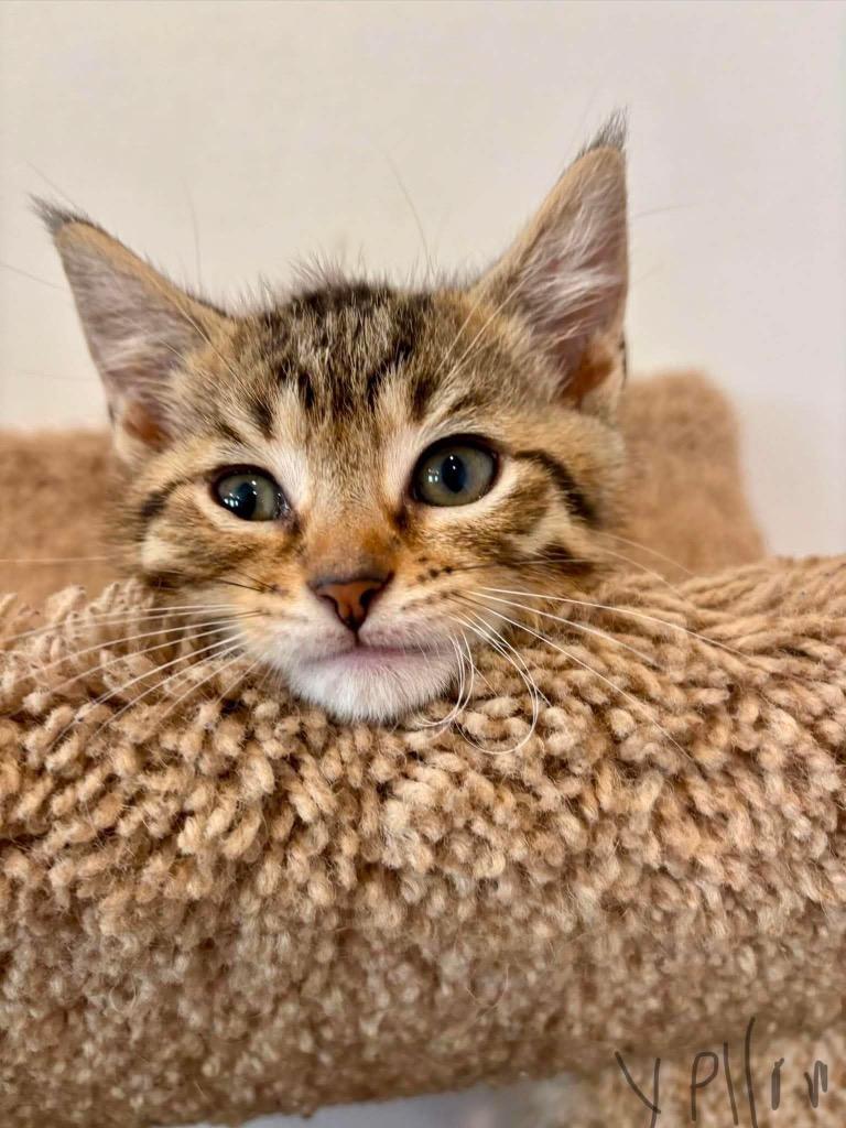 Enlarge Comet- White, a Adoptable Abyssinian in Charlotte, MI image 3/3