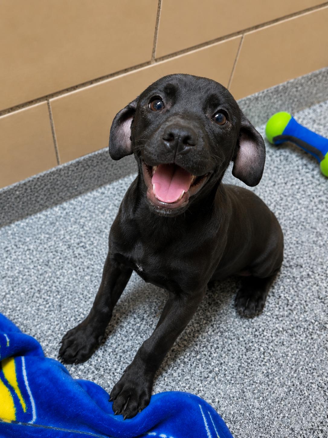 Enlarge Ally (AO36814), an adopted mixed breed in Kansas City, KS image 2/3