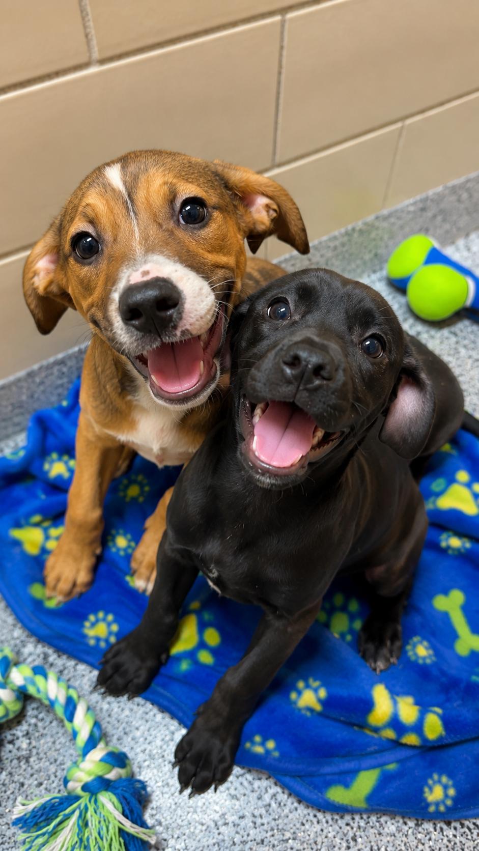Enlarge Ally (AO36814), an adopted mixed breed in Kansas City, KS image 3/3