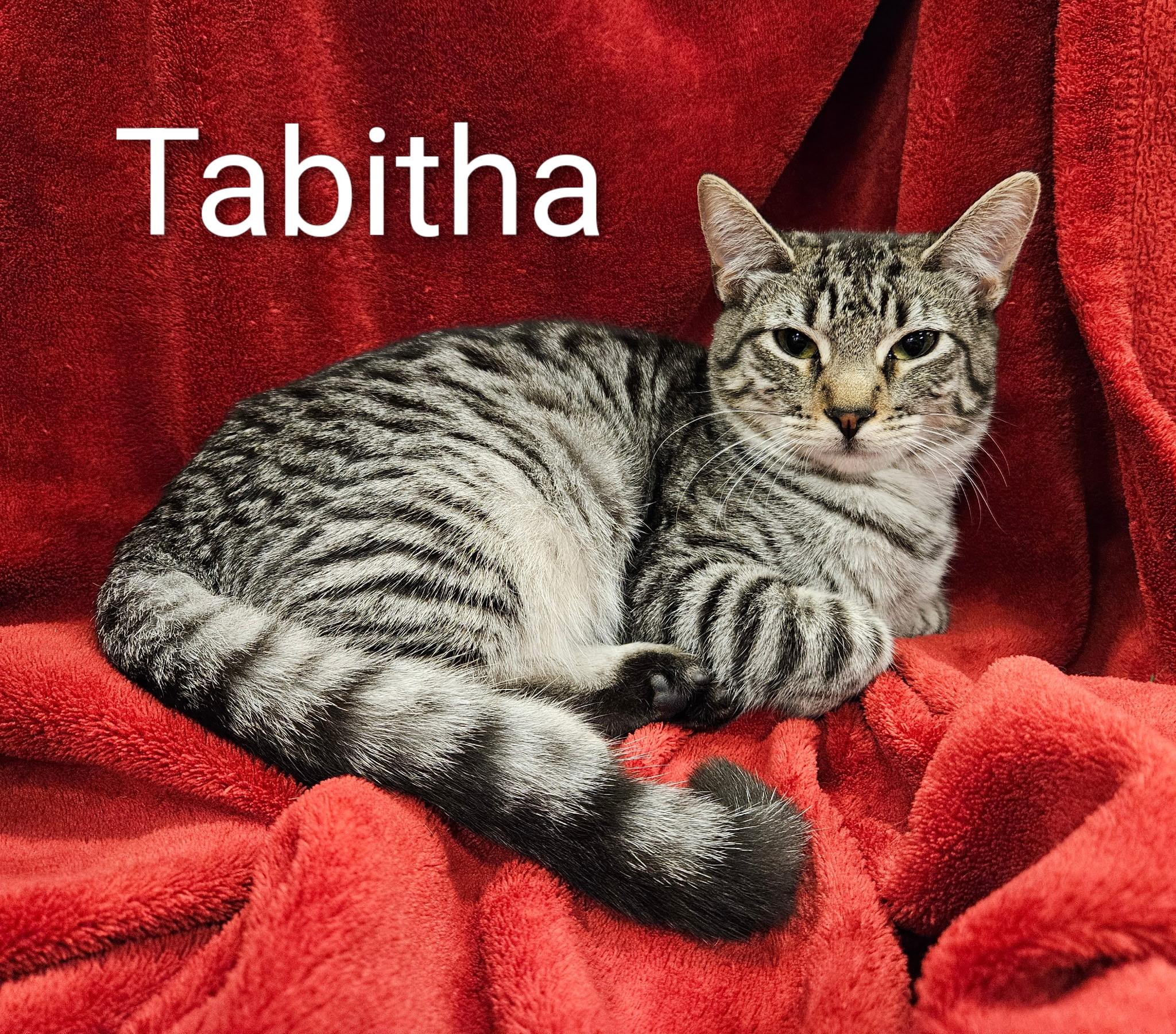 Tabitha - North Conroe Petsmart
