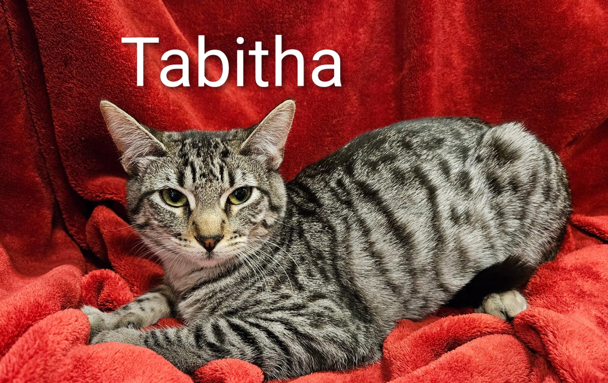 Tabitha - North Conroe Petsmart — thumbnail 2