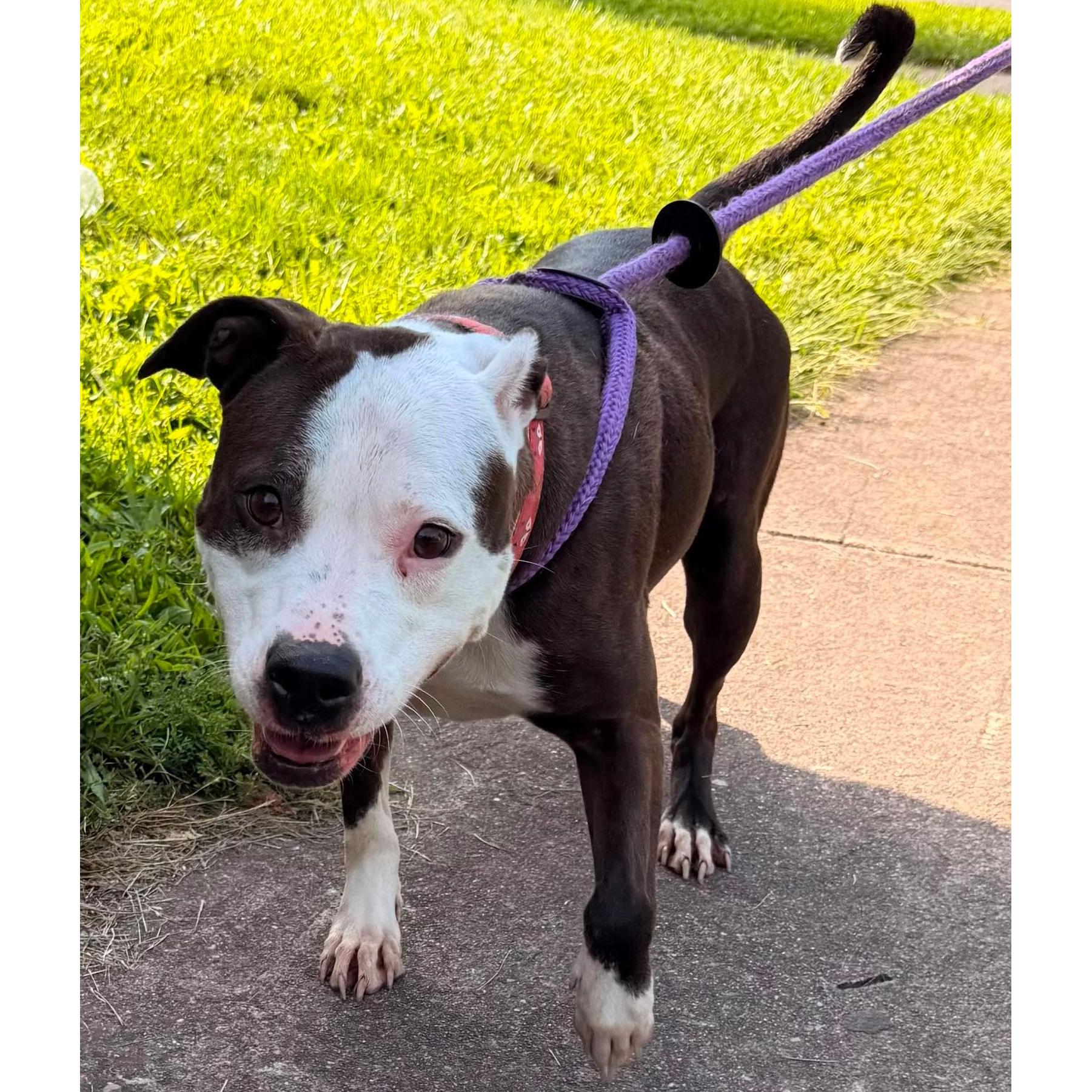Enlarge Violet: Adopt or Forever Foster, a Adoptable mixed breed in Rochester, NY image 2/6