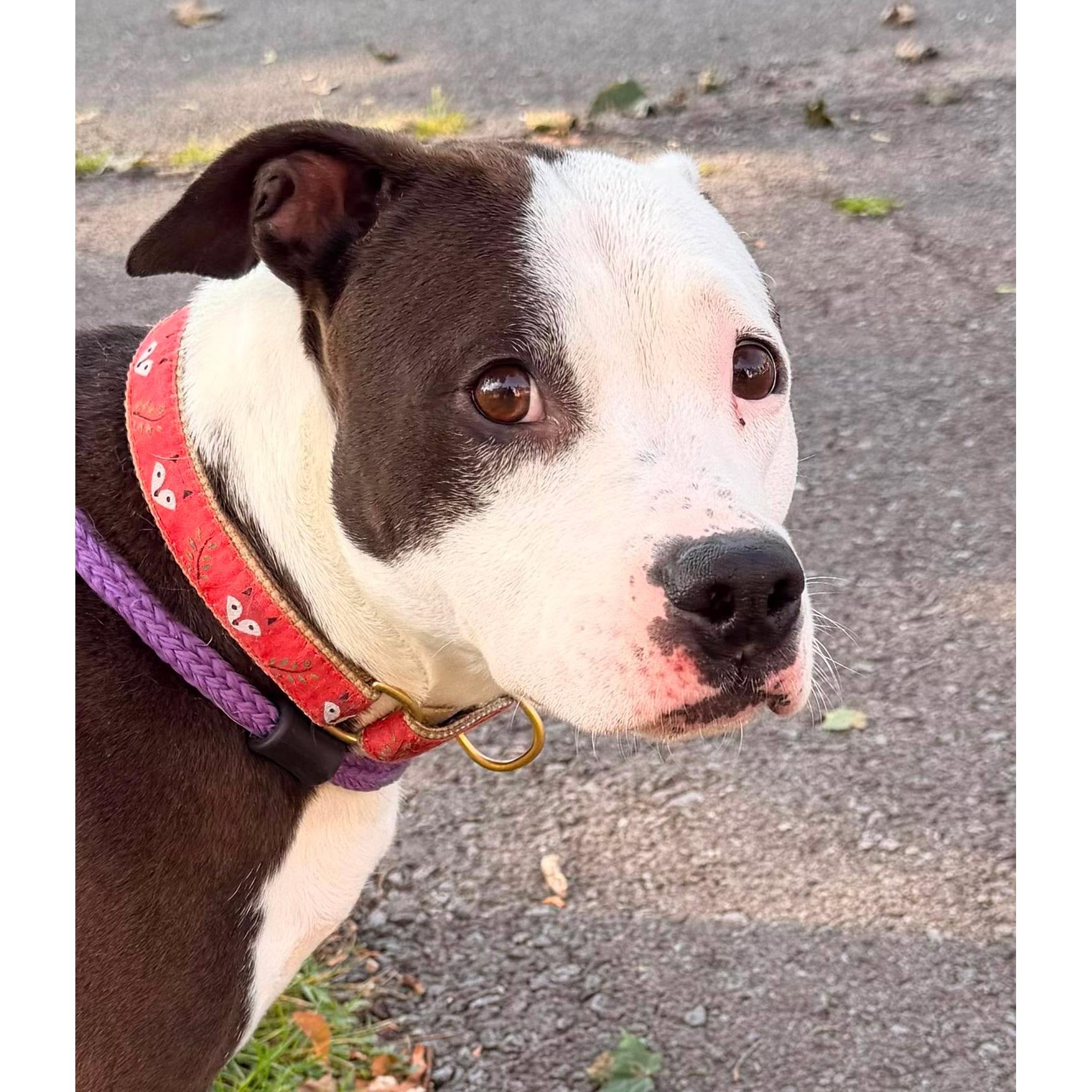 Enlarge Violet: Adopt or Forever Foster, a Adoptable mixed breed in Rochester, NY image 3/6