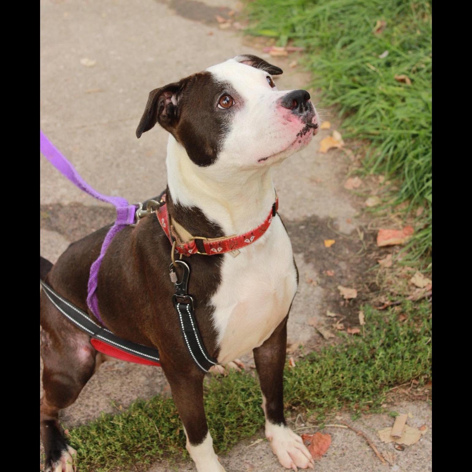 Enlarge Violet: Adopt or Forever Foster, a Adoptable mixed breed in Rochester, NY image 3/6