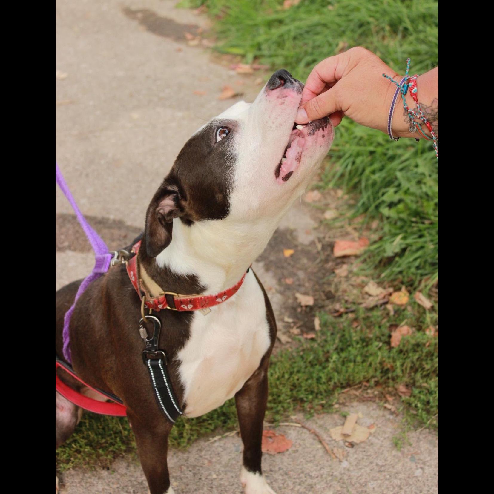 Enlarge Violet: Adopt or Forever Foster, a Adoptable mixed breed in Rochester, NY image 4/6
