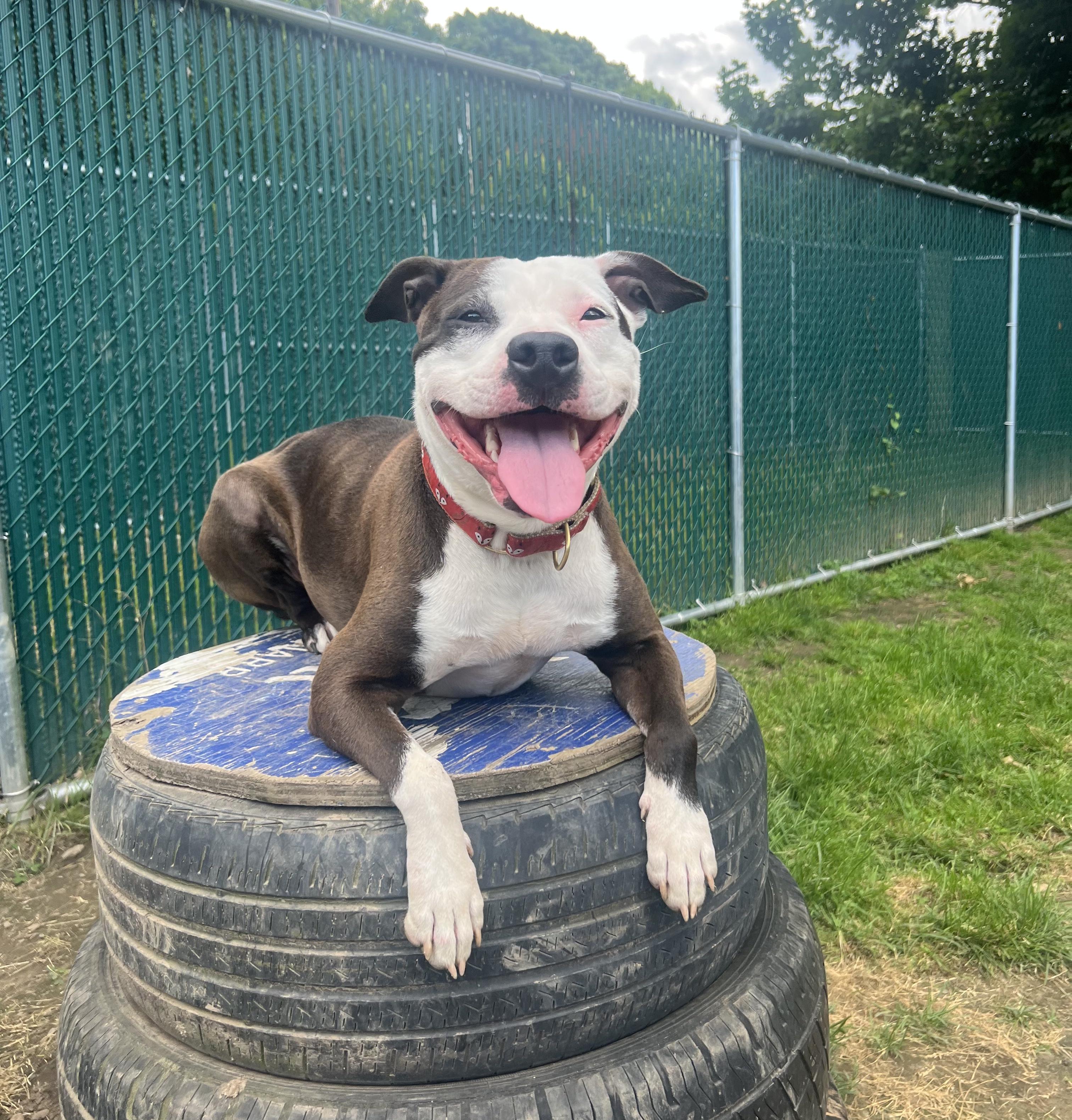 Enlarge Violet: Adopt or Forever Foster, a Adoptable mixed breed in Rochester, NY image 4/6